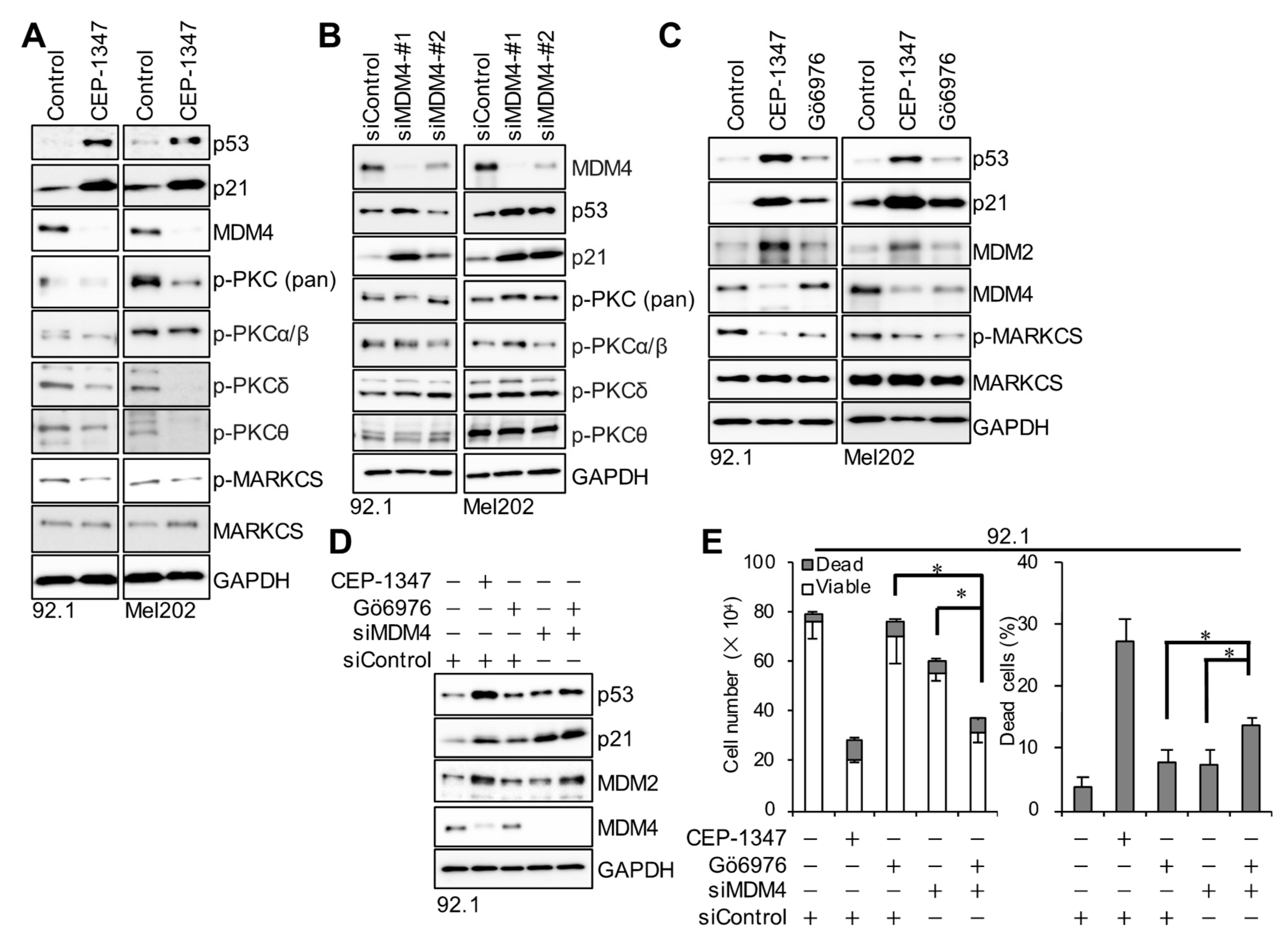 Cancers 16 00118 g005