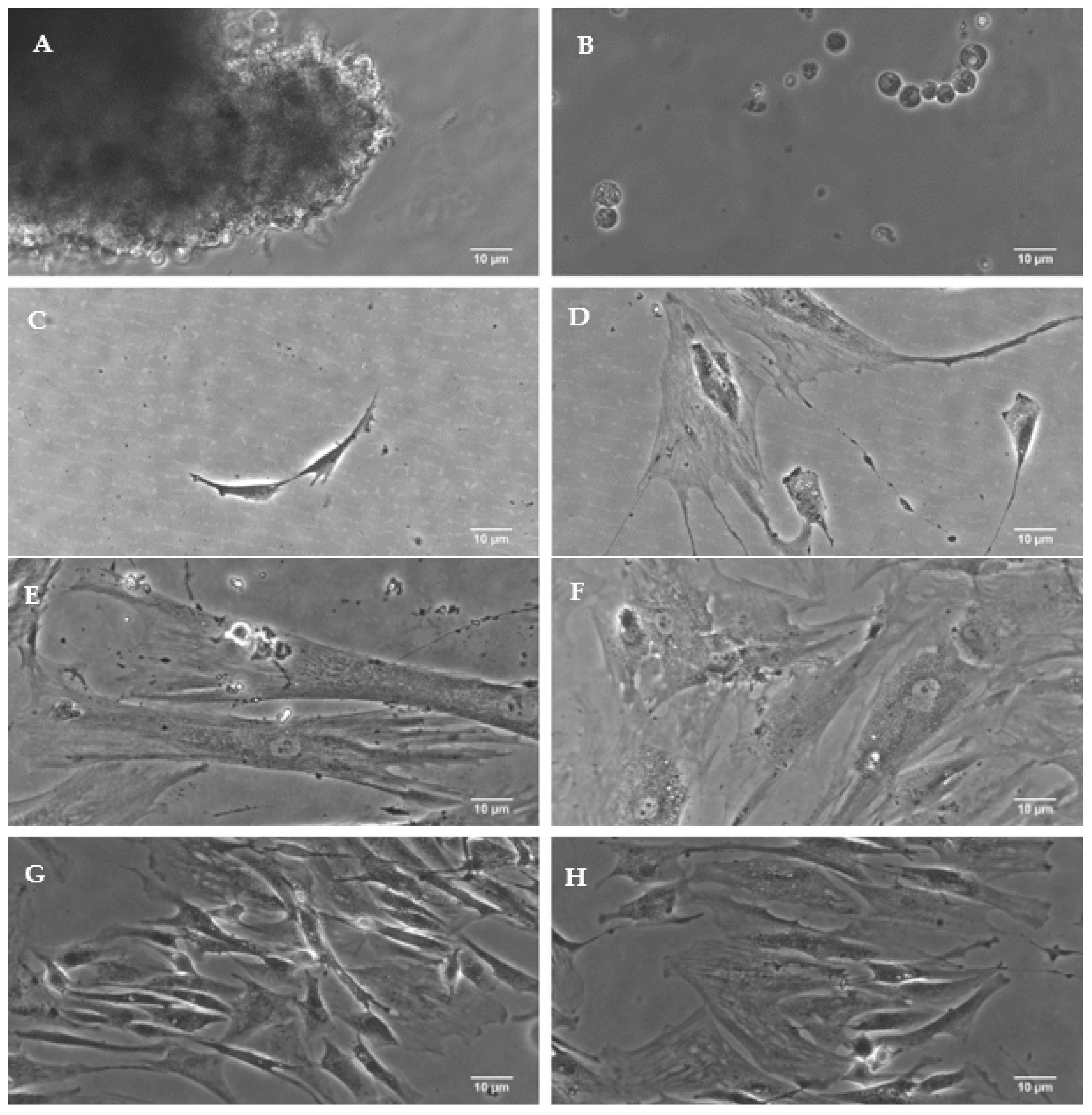 Cancers 16 00120 g001