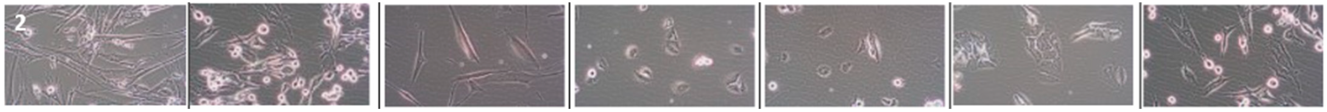 Cancers 16 00120 i002