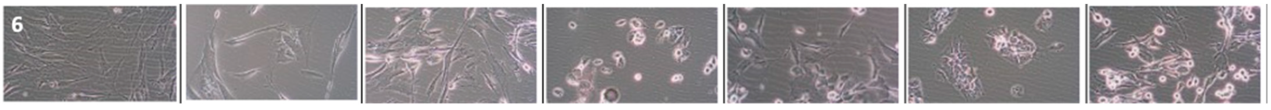 Cancers 16 00120 i005