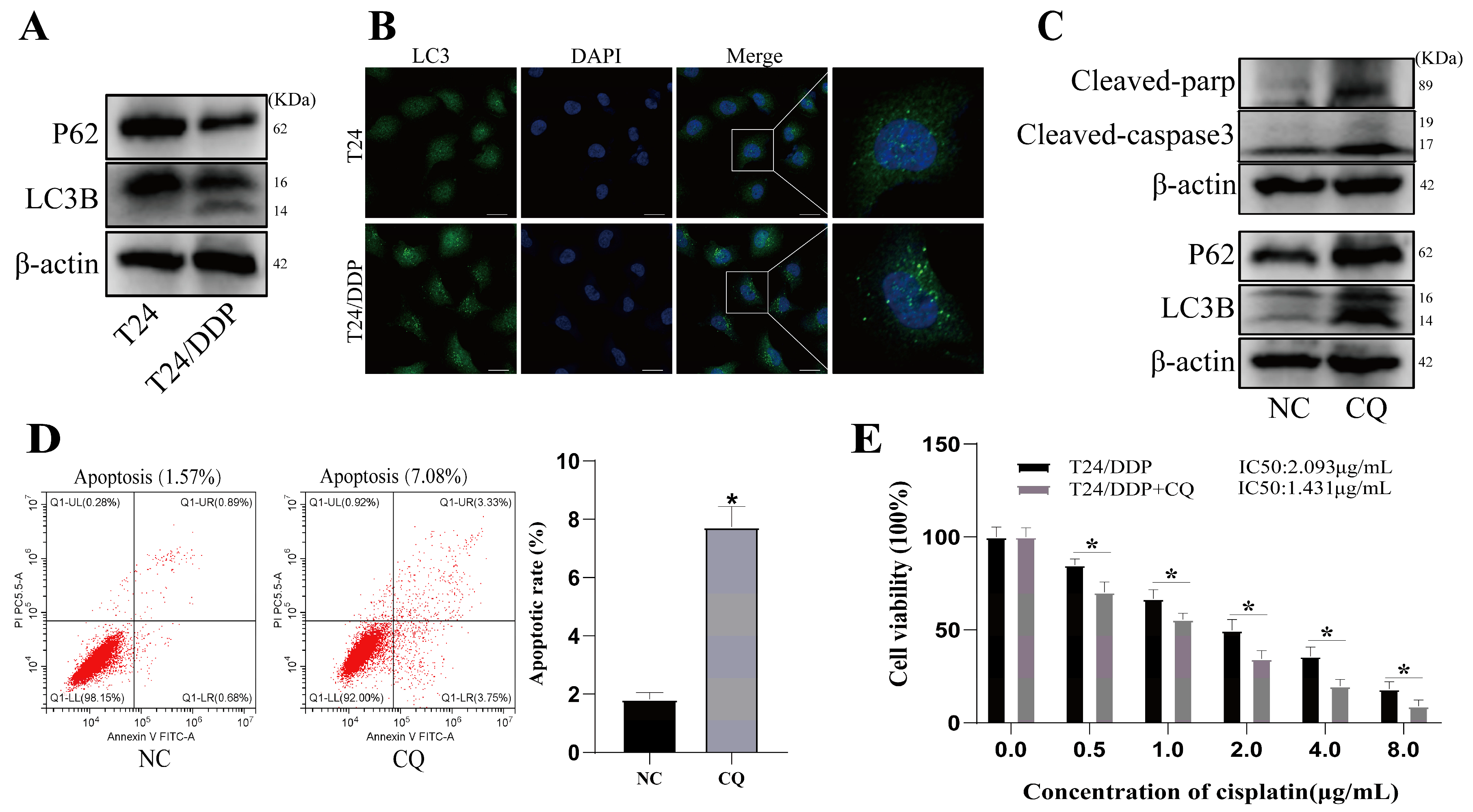 Cancers 16 00125 g002