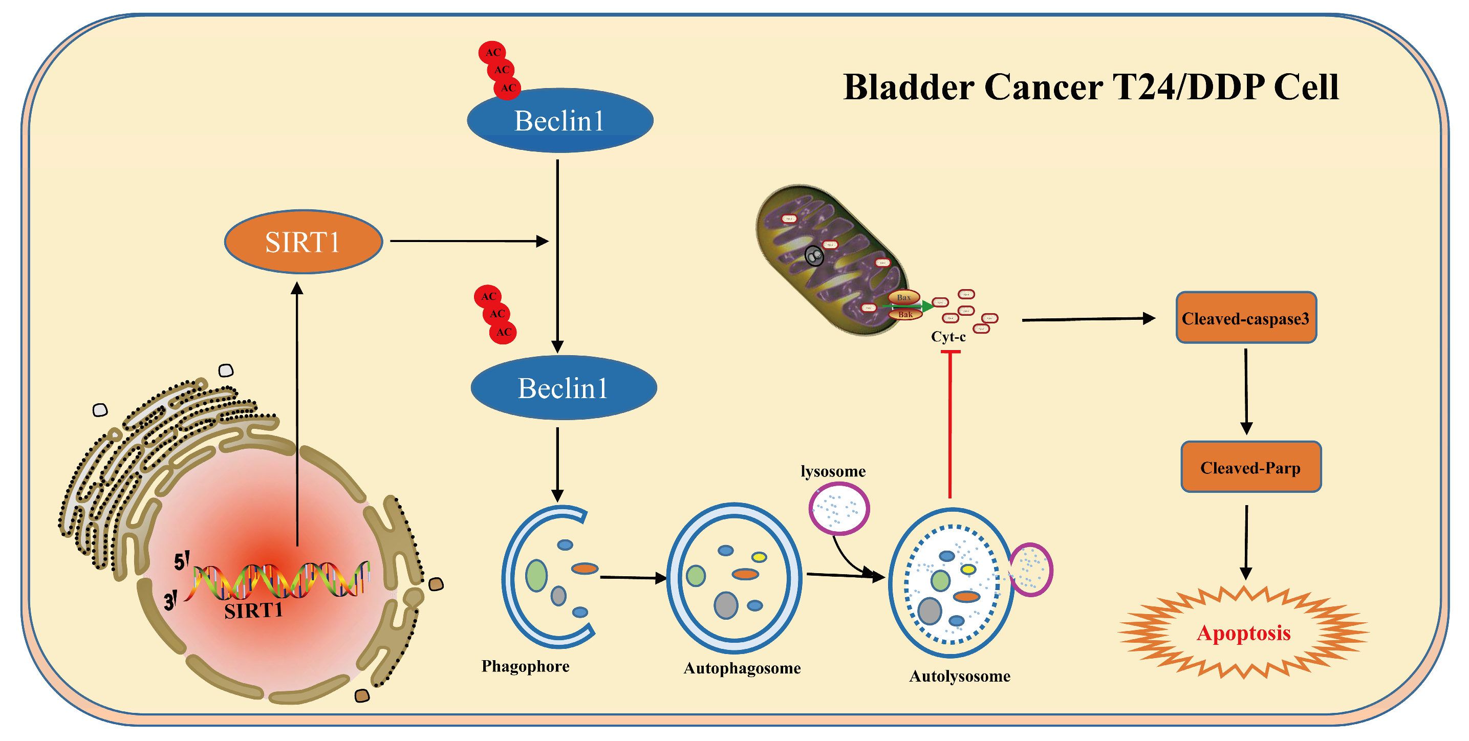 Cancers 16 00125 g006