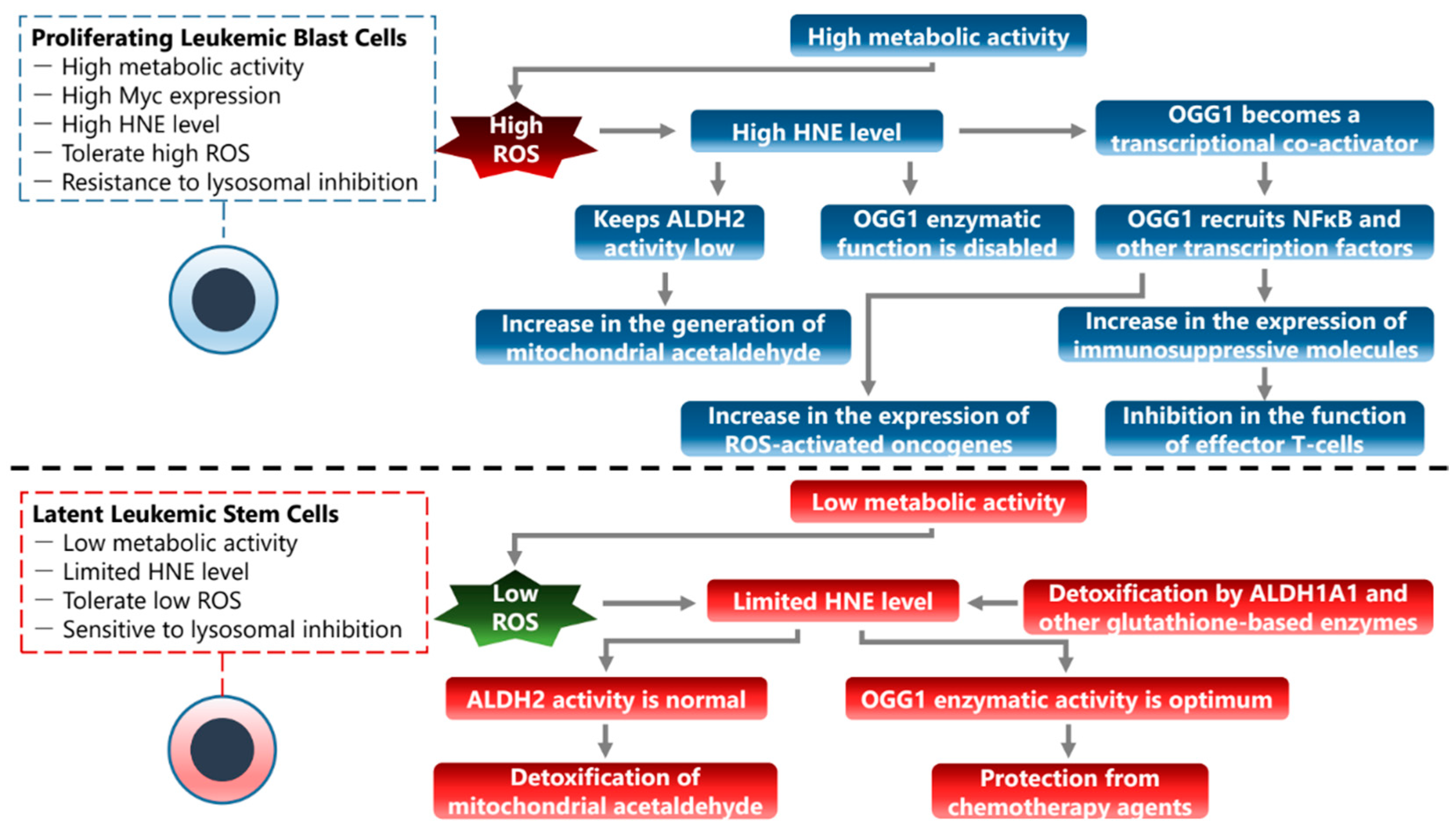 Cancers 16 00148 g003