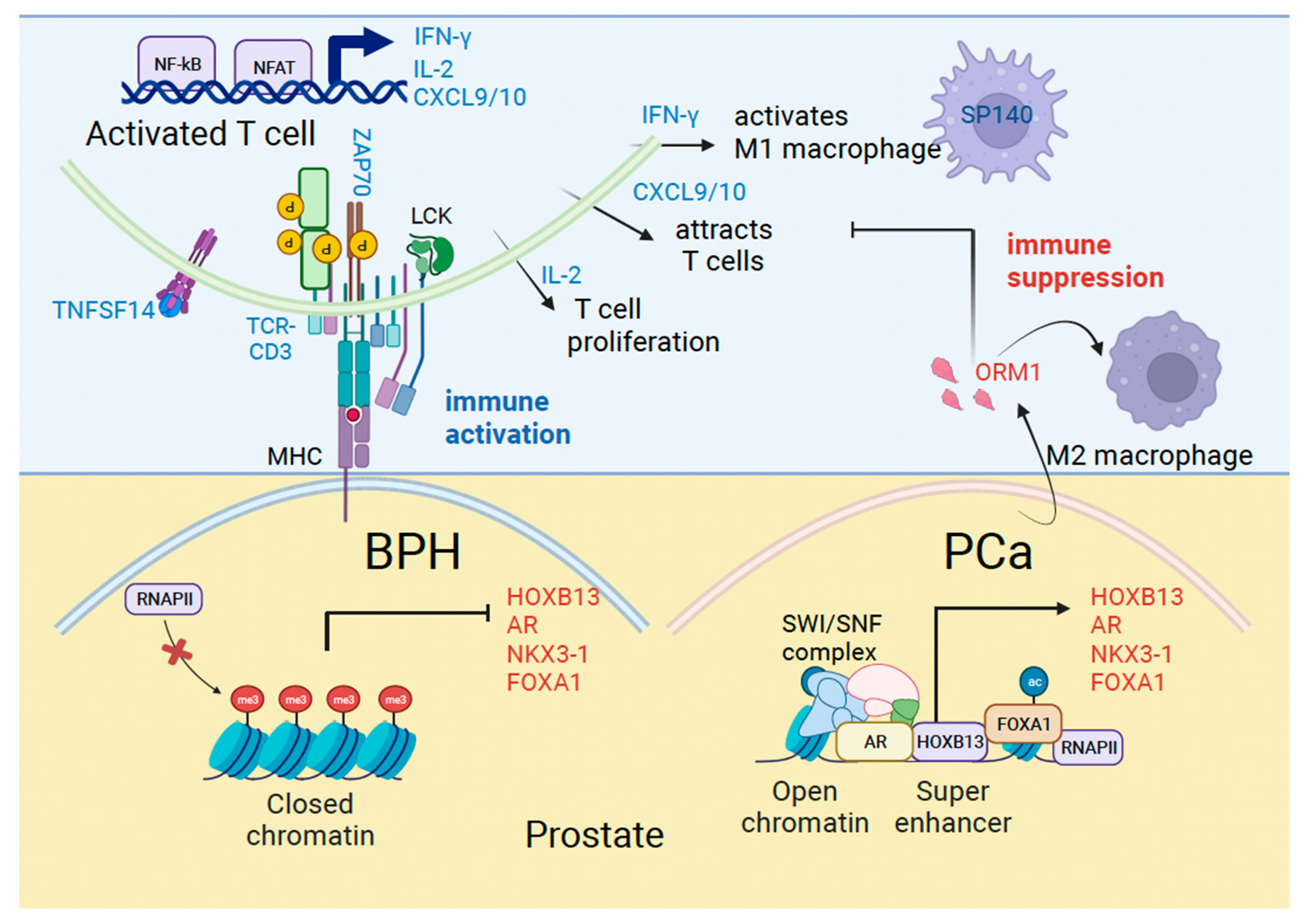 Cancers 16 00213 g005