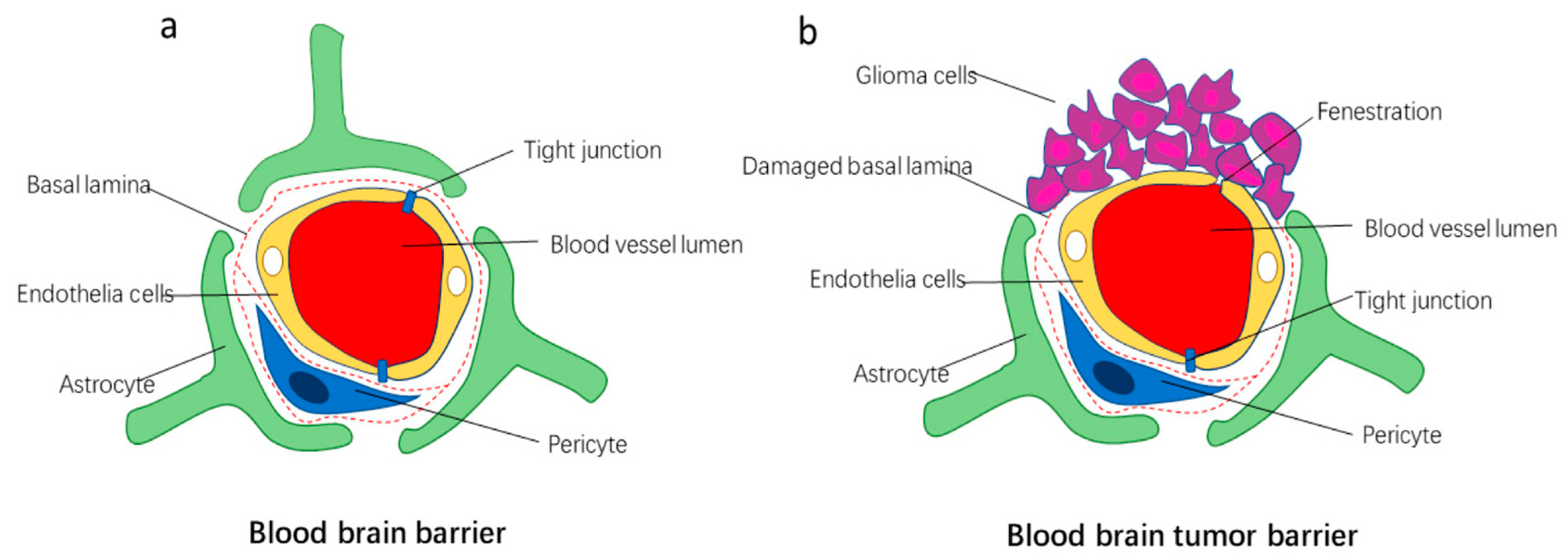 Cancers 16 00236 g004