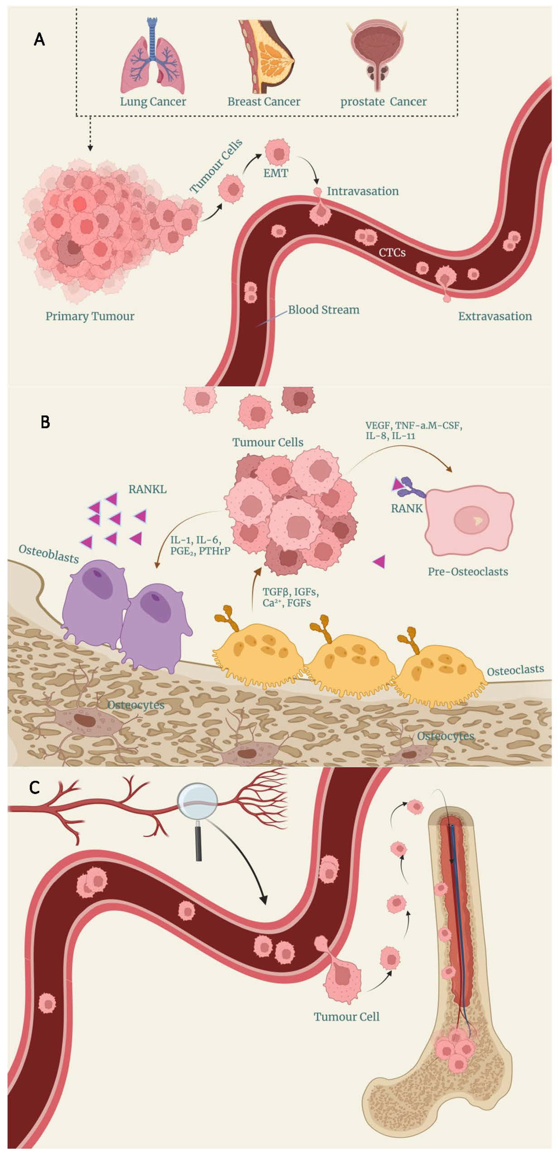 Cancers 16 00252 g001