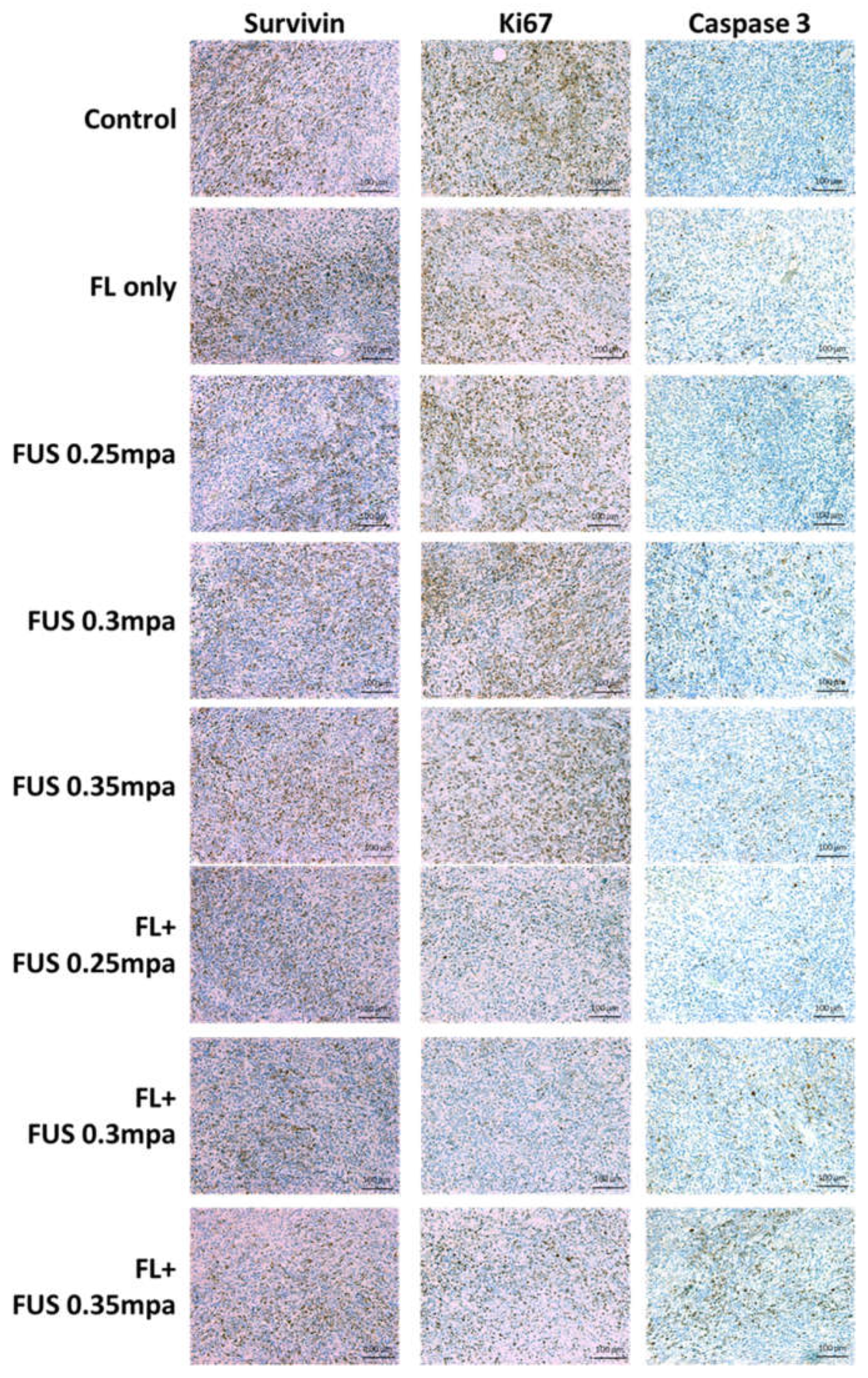 Cancers 16 00253 g002