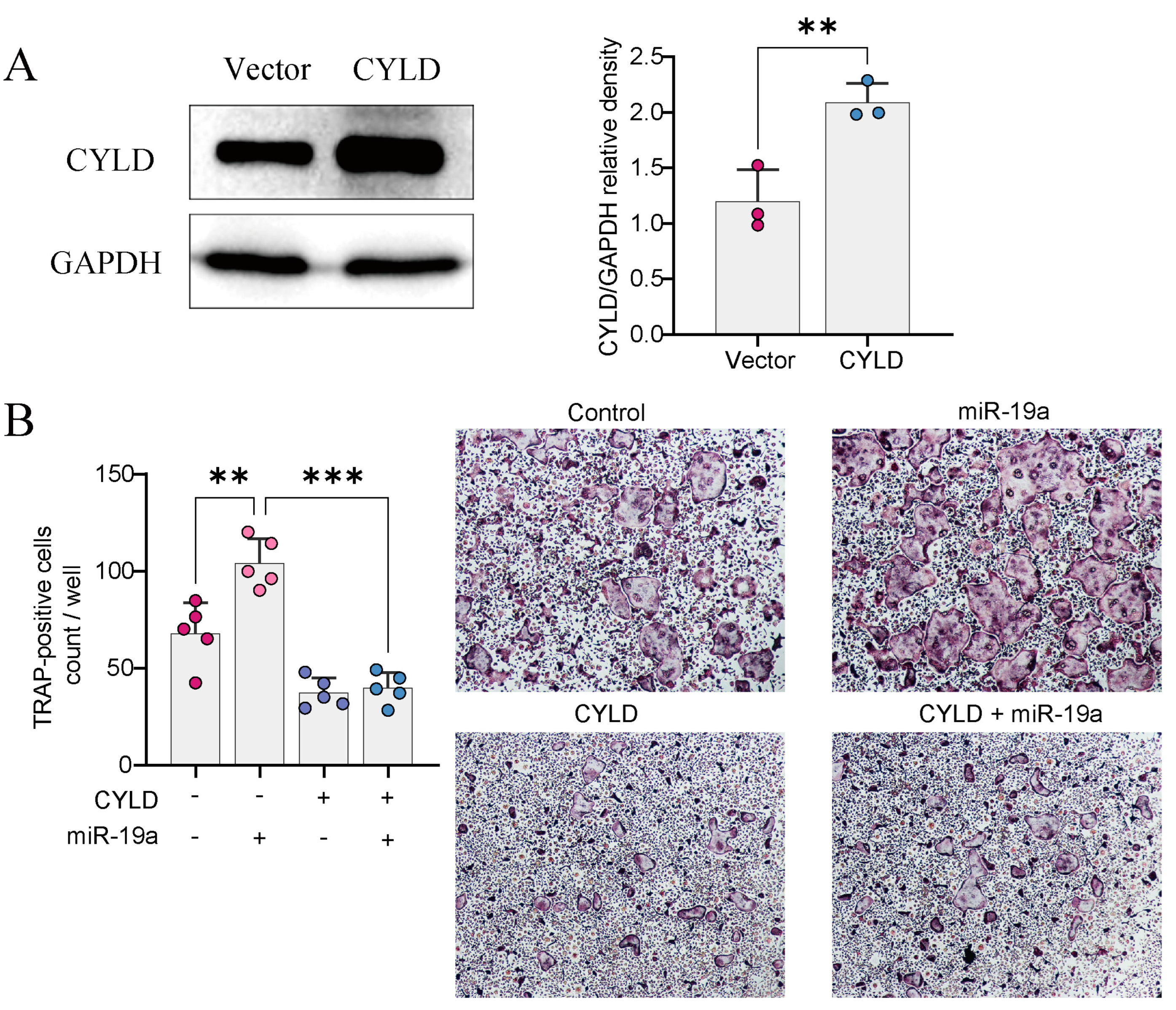 Cancers 16 00302 g004