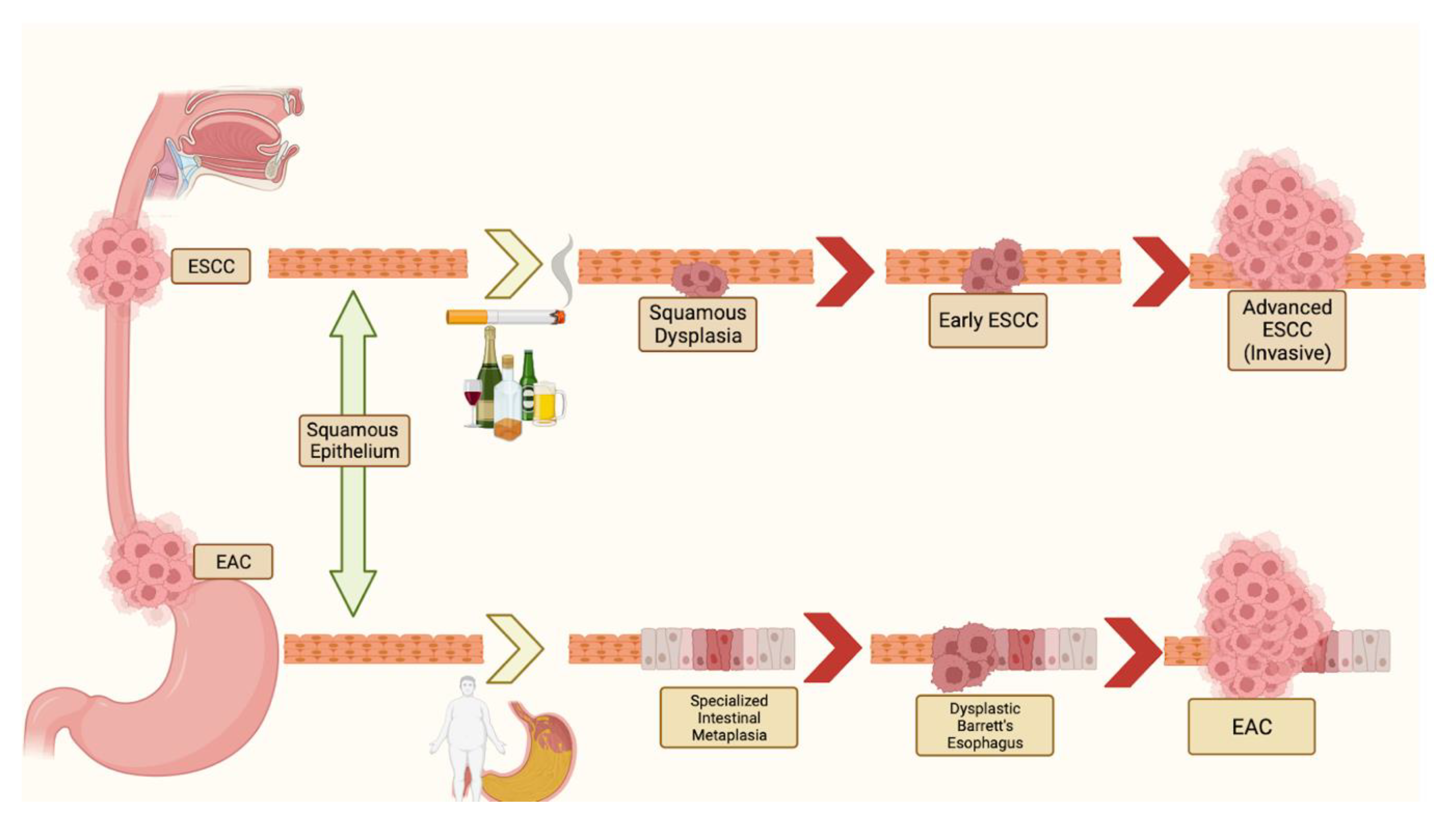 Cancers 16 00318 g001