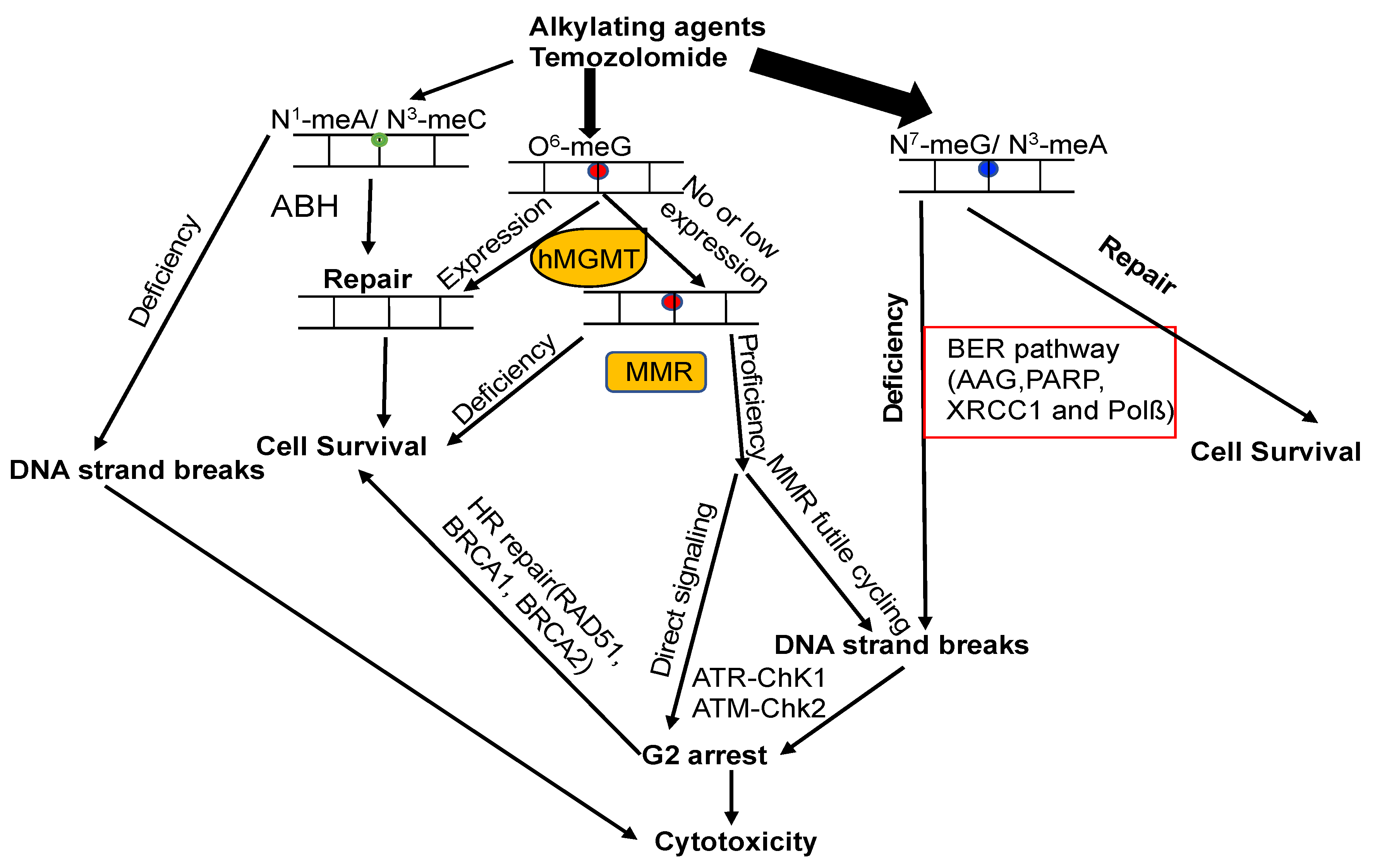 Cancers 16 00331 g005 Cancers 16 00331 g005