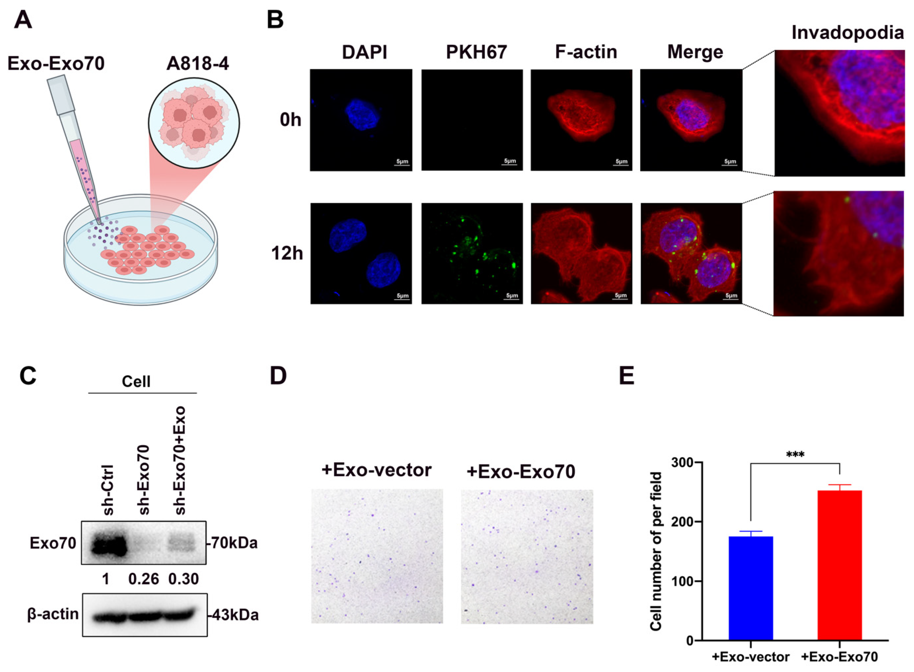 Cancers 16 00336 g005