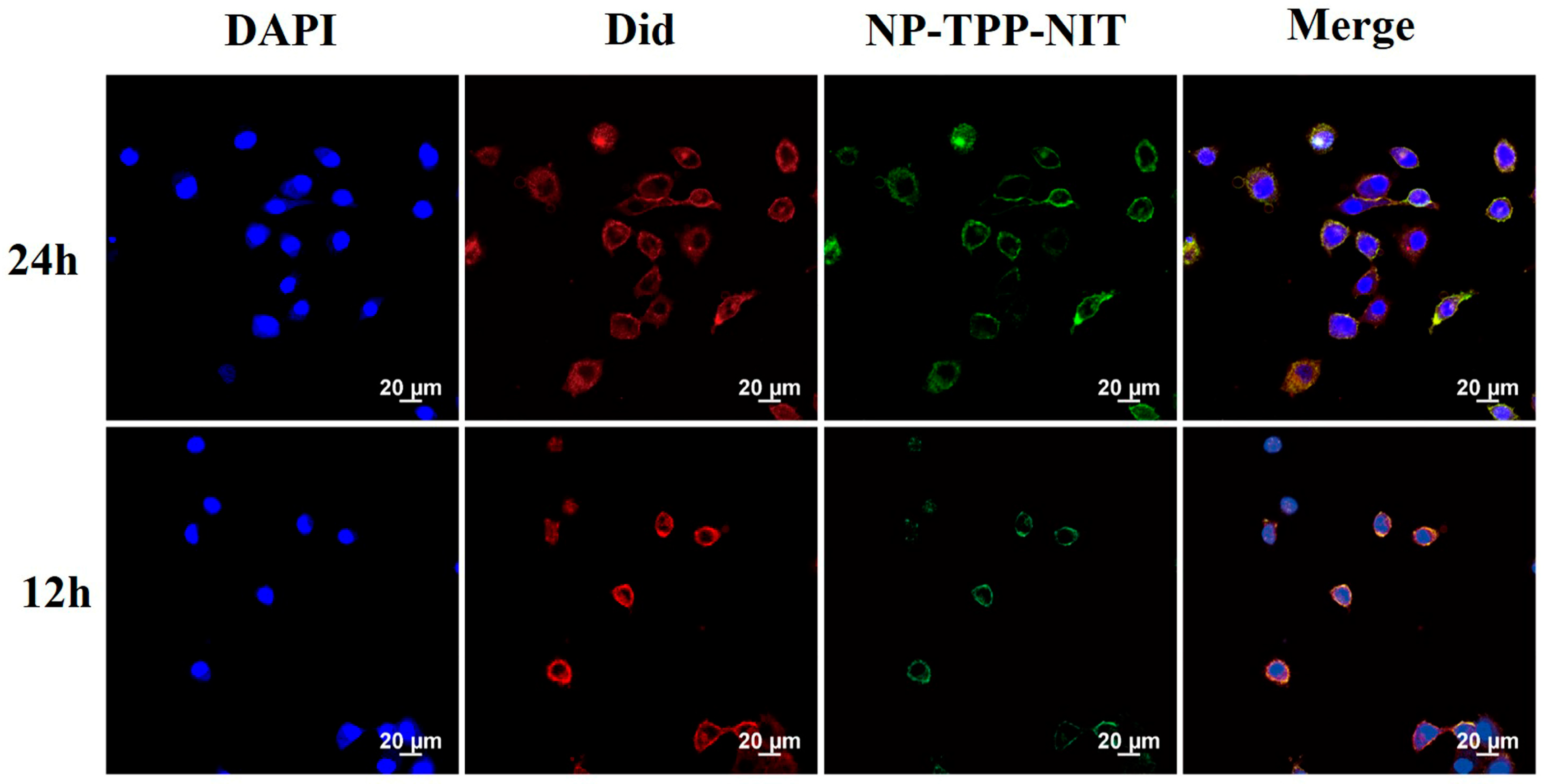 Cancers 16 00351 g002