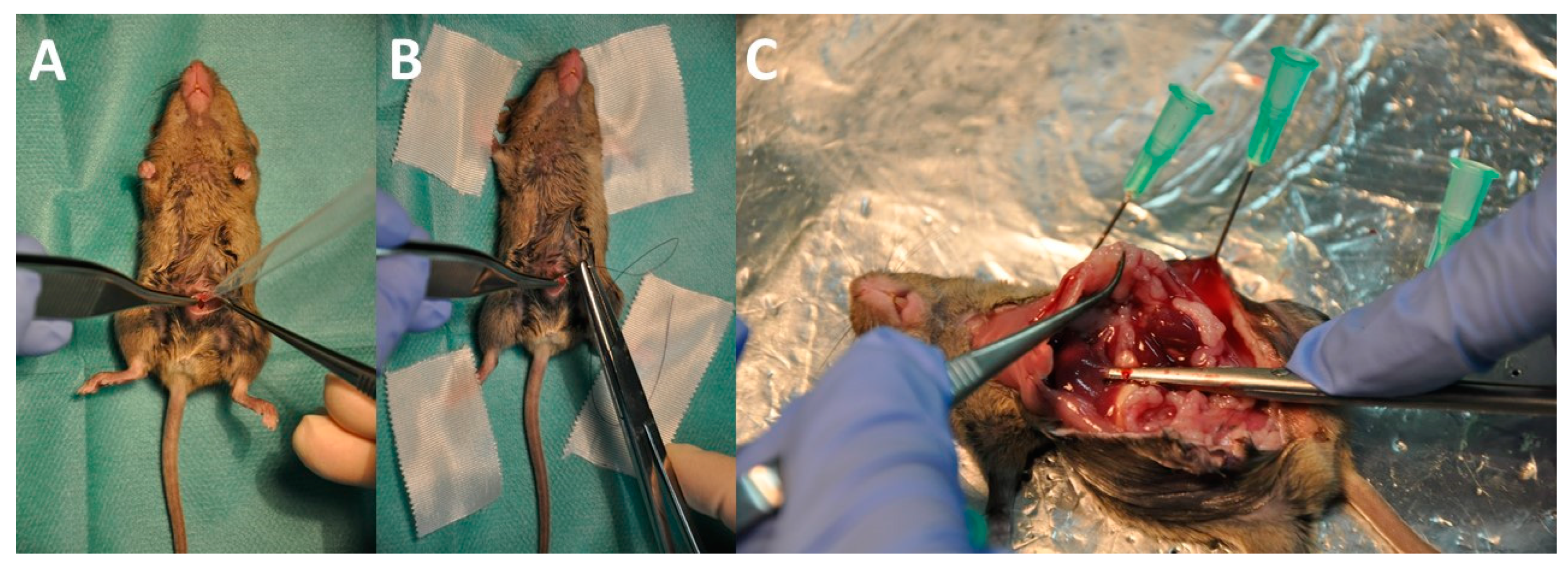 Cancers 16 00368 g005 Cancers 16 00368 g005