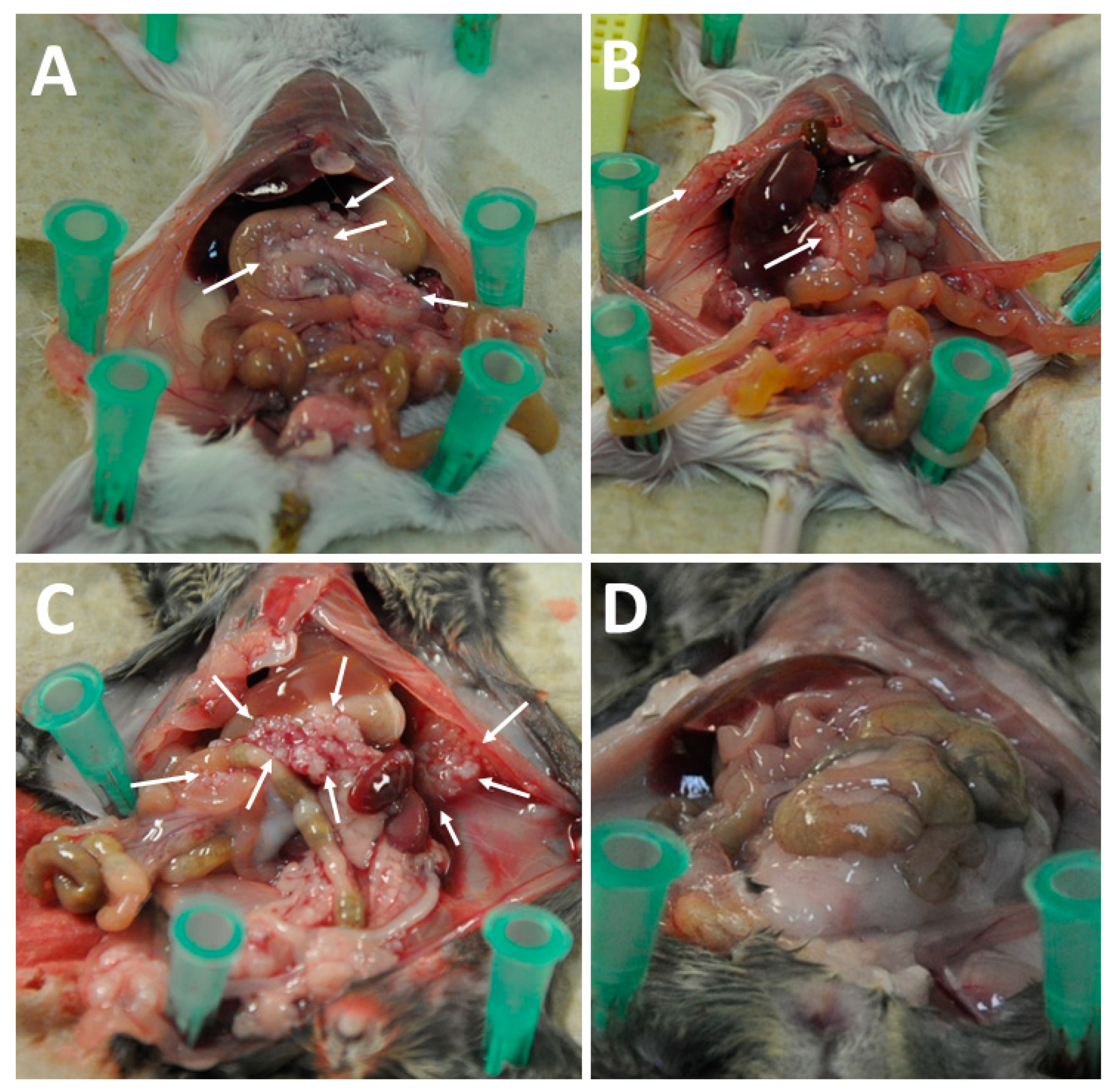 Cancers 16 00368 g010 Cancers 16 00368 g010