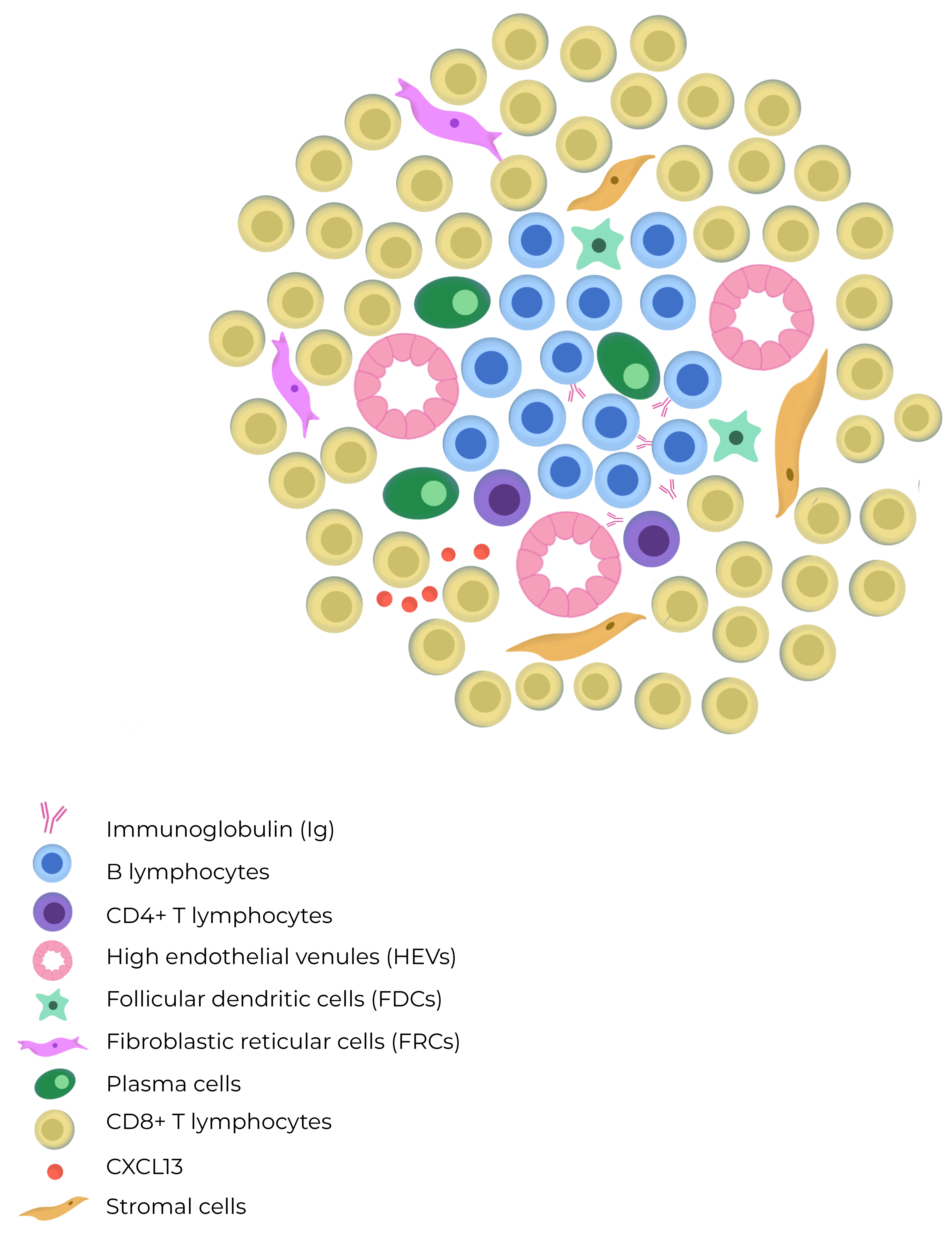 The Emerging Role of Tertiary Lymphoid Structures in Breast
