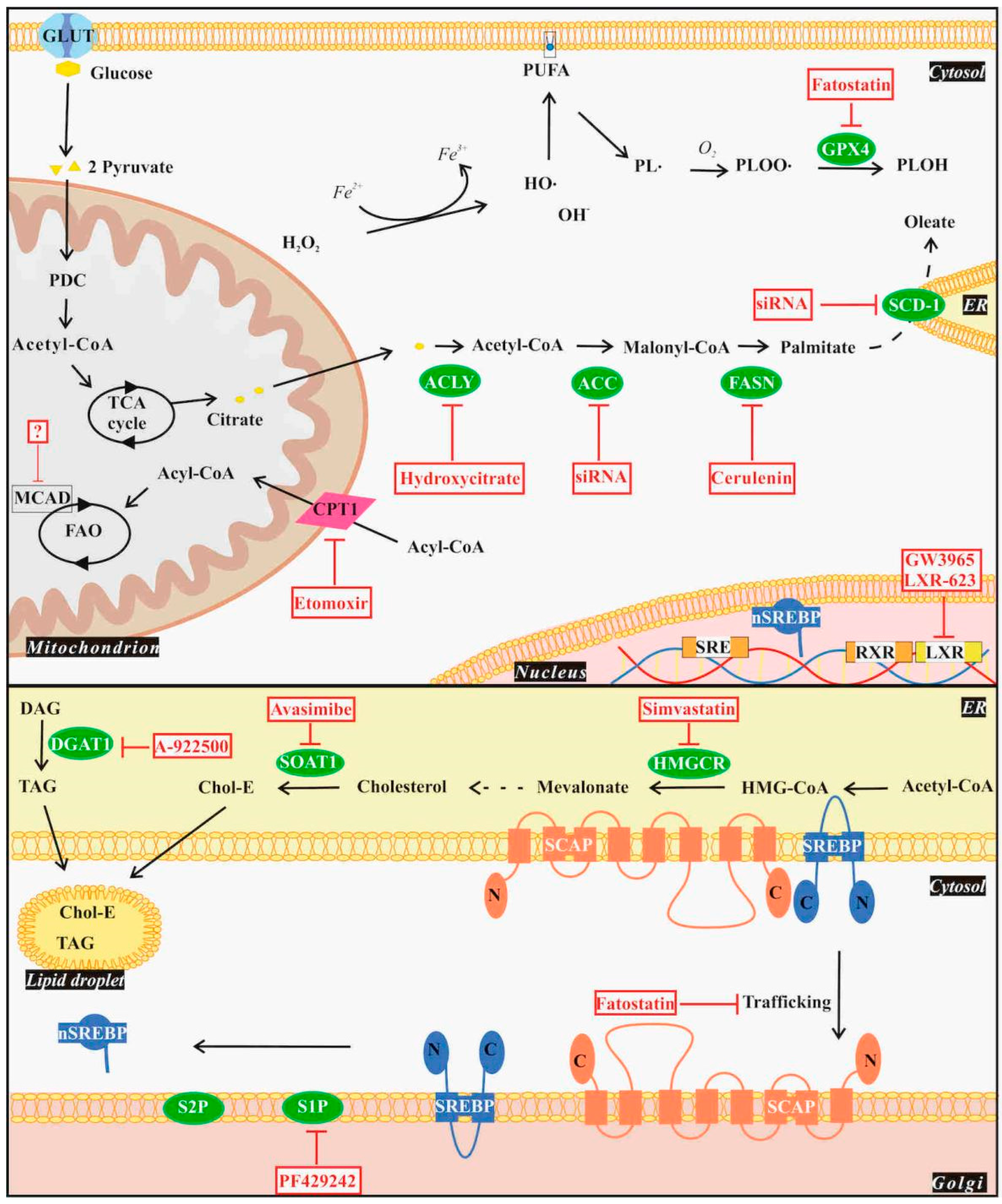 Cancers 16 00397 g002
