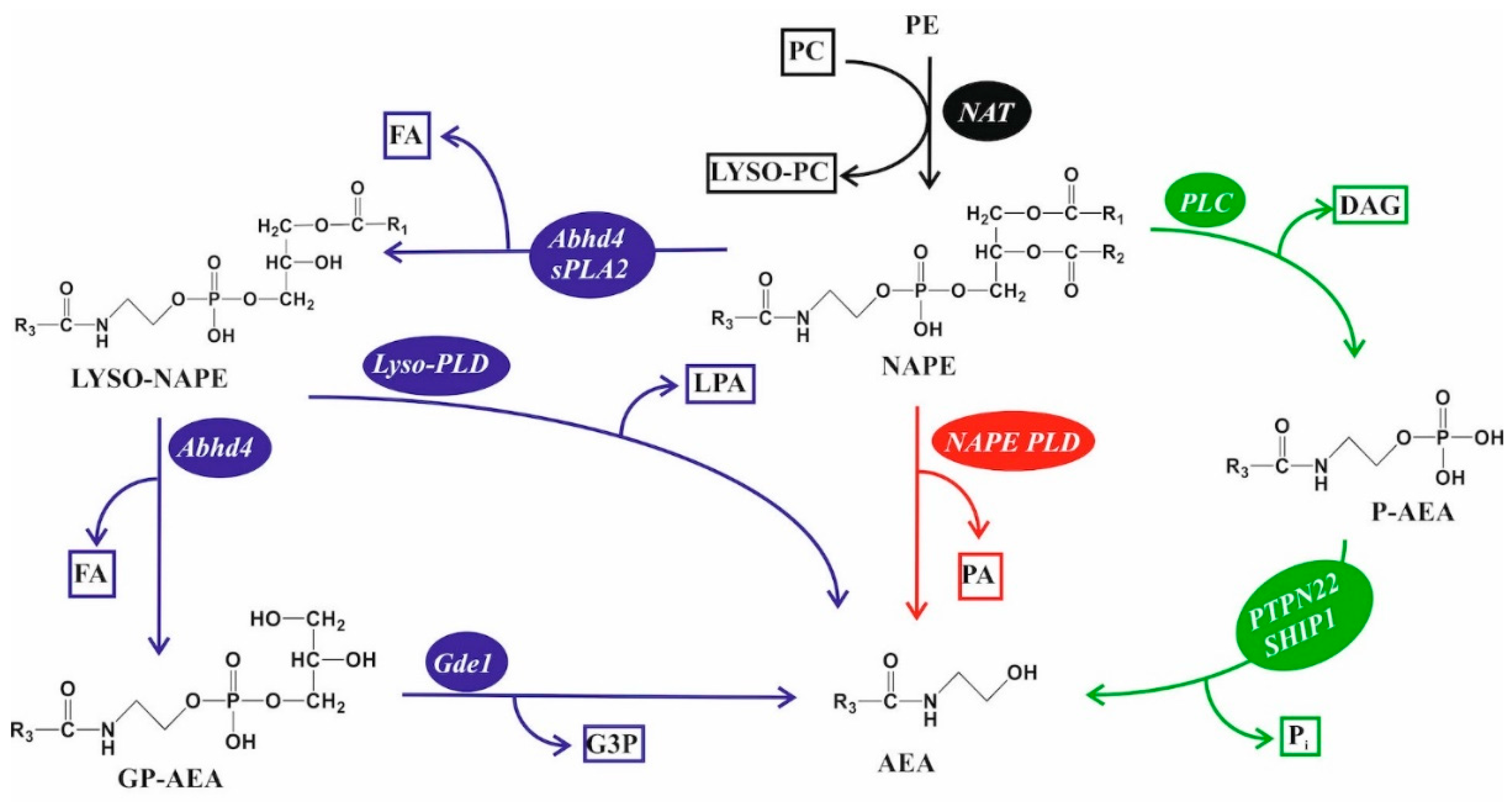 Cancers 16 00397 g003