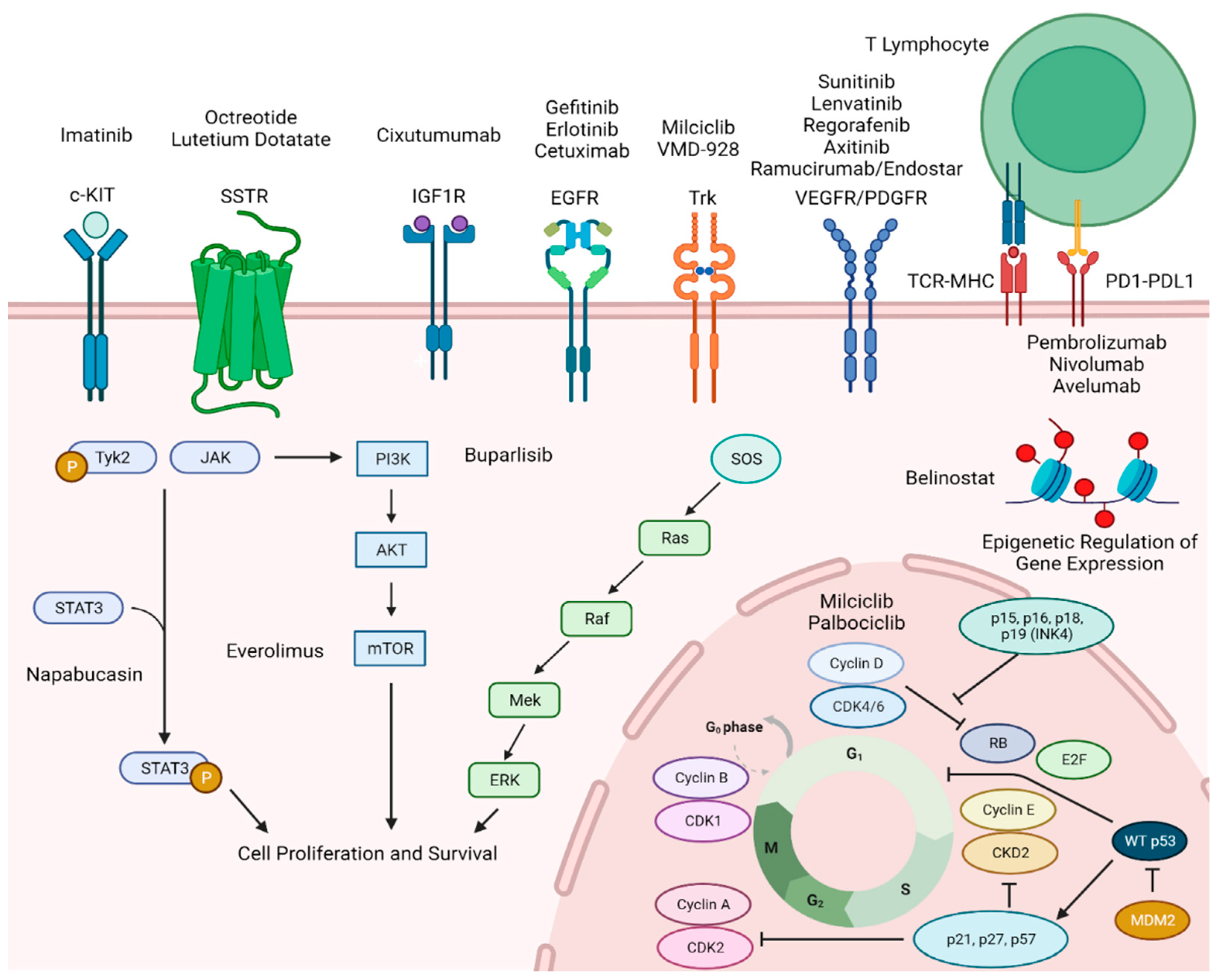 Cancers 16 00416 g001