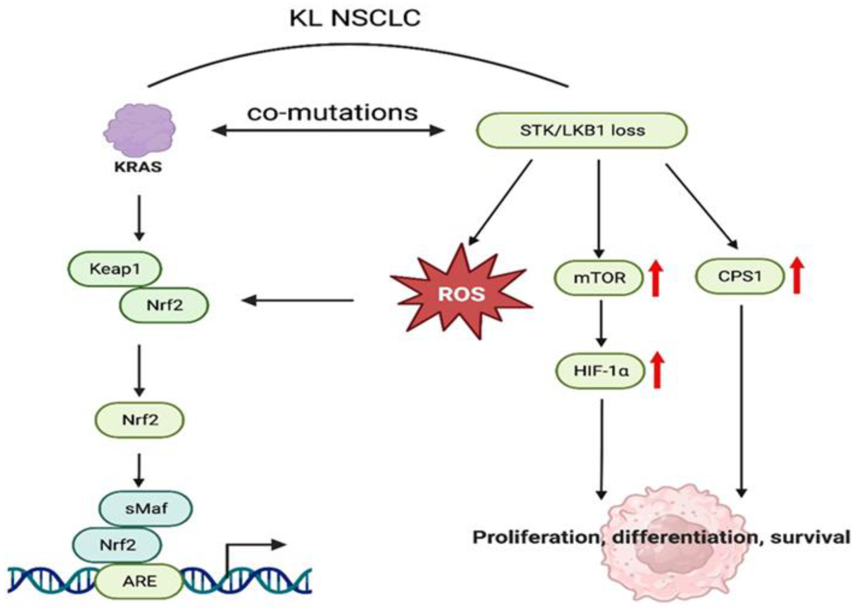 Cancers 16 00460 g003