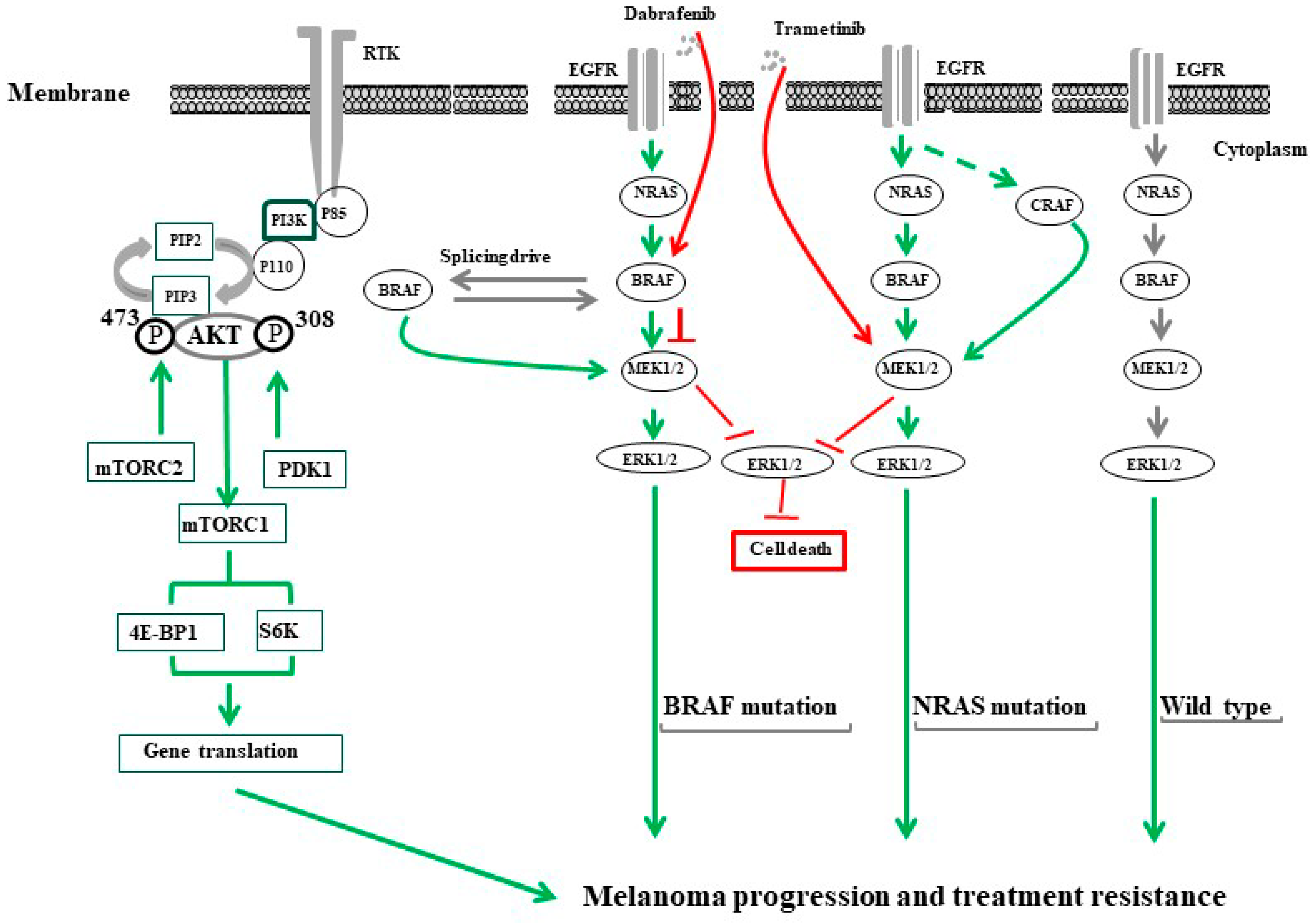 Cancers 16 00470 g002
