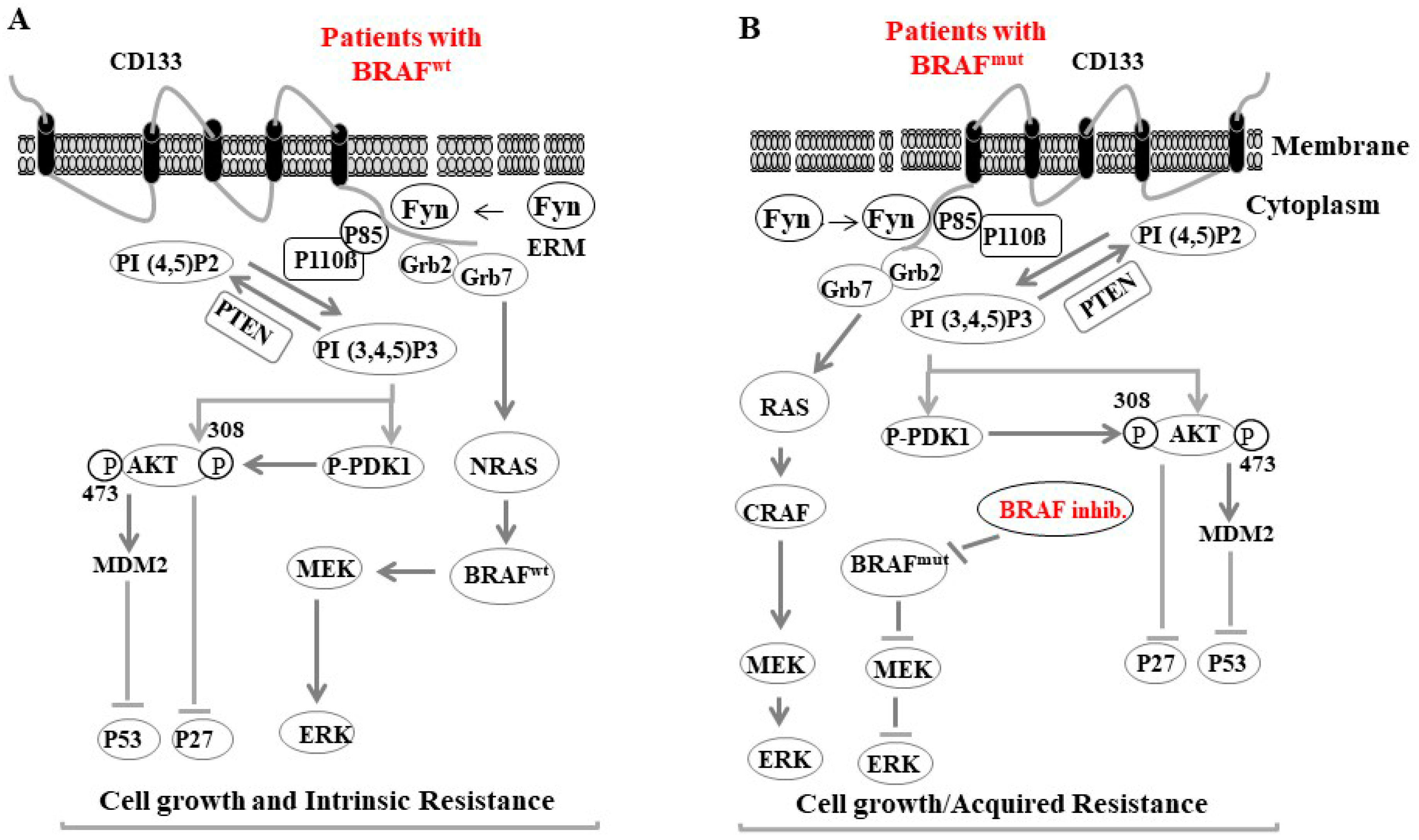 Cancers 16 00470 g004