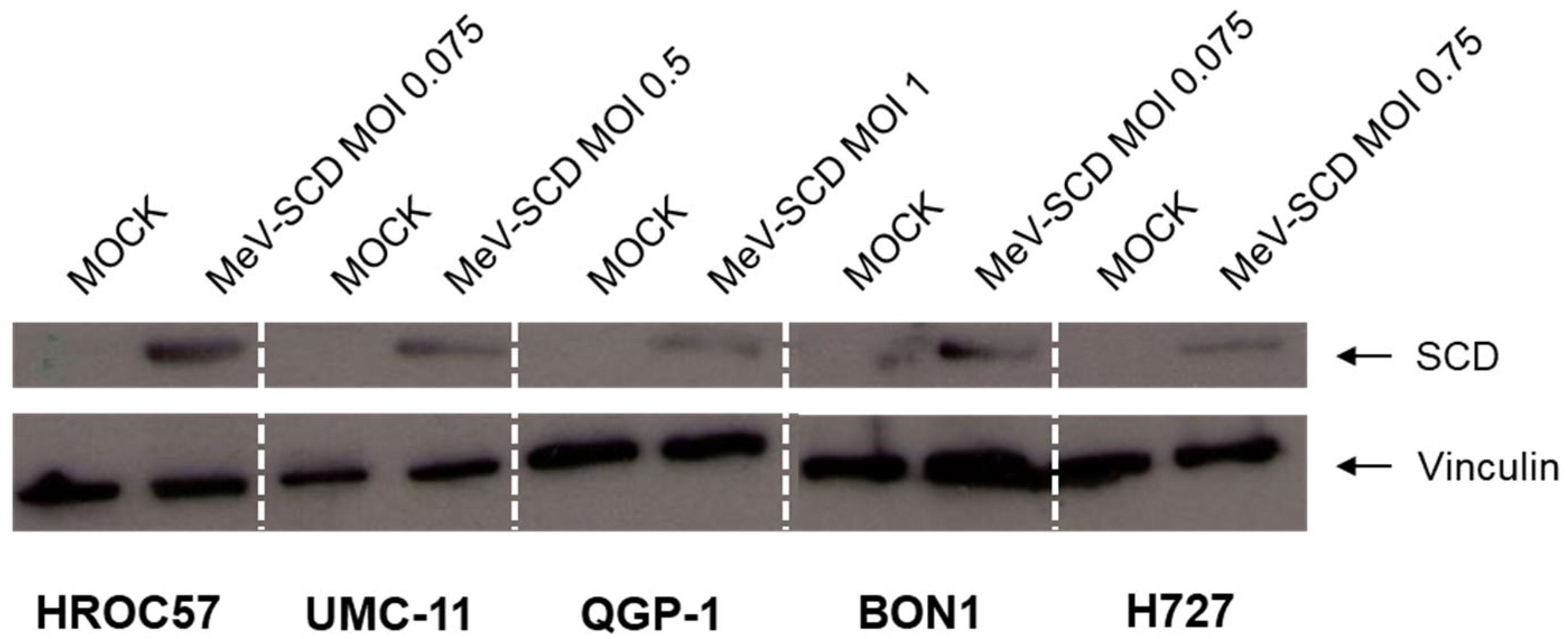 Cancers 16 00488 g005