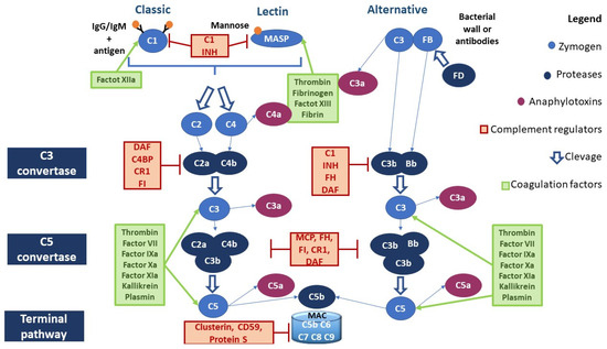 The Role of the Complement in Clear Cell Renal Carcinoma