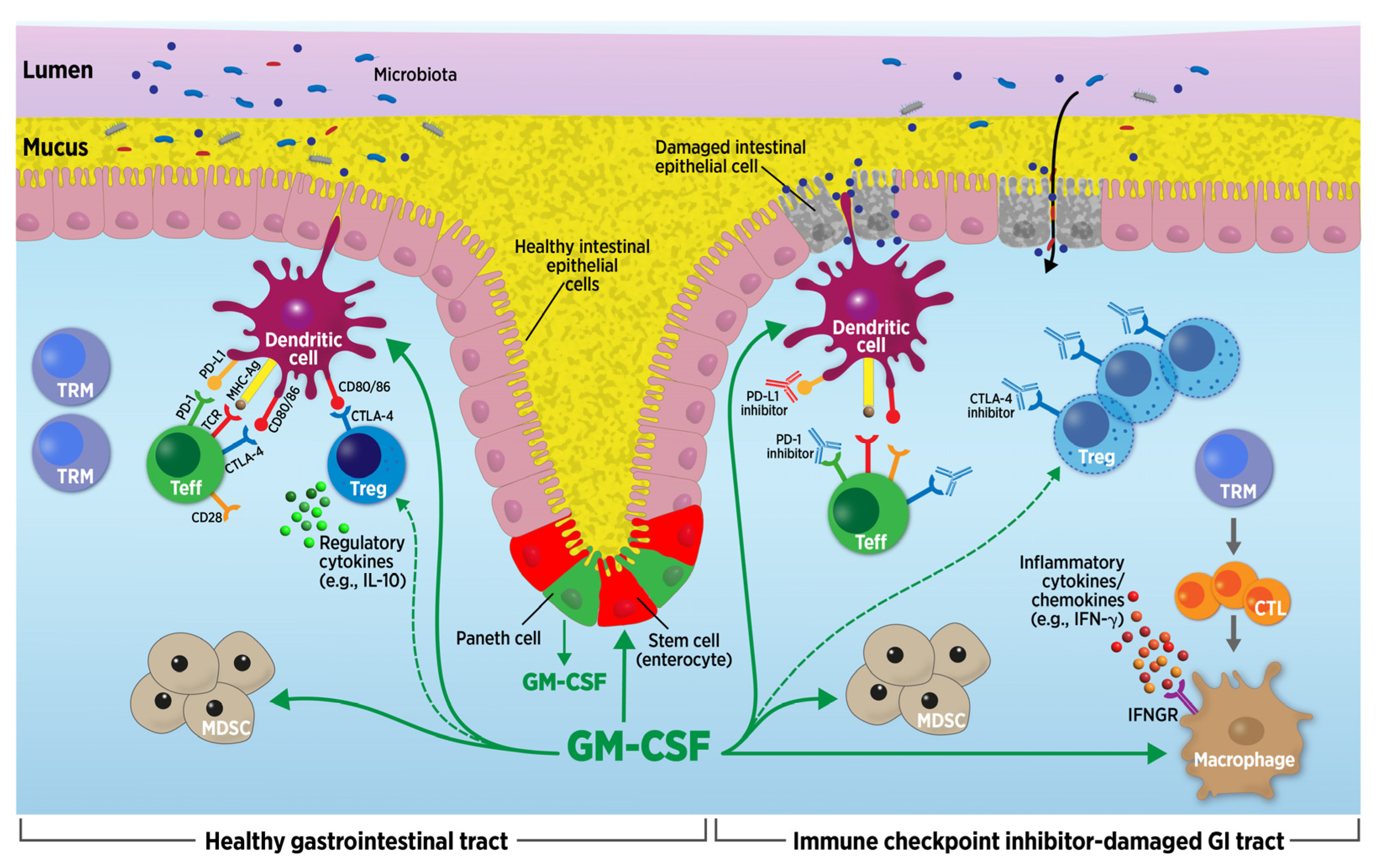 Cancers 16 00501 g001