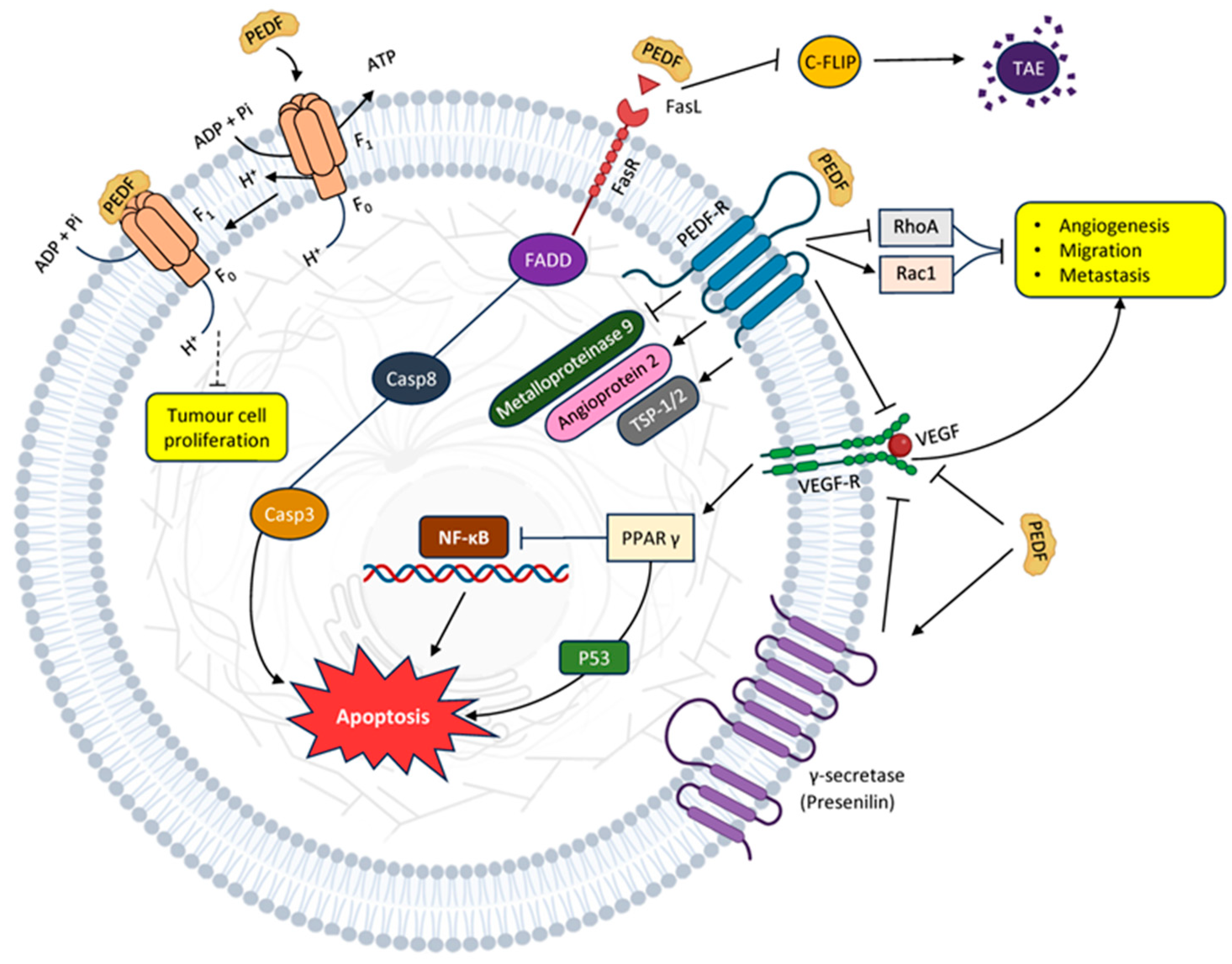 Cancers 16 00510 g001