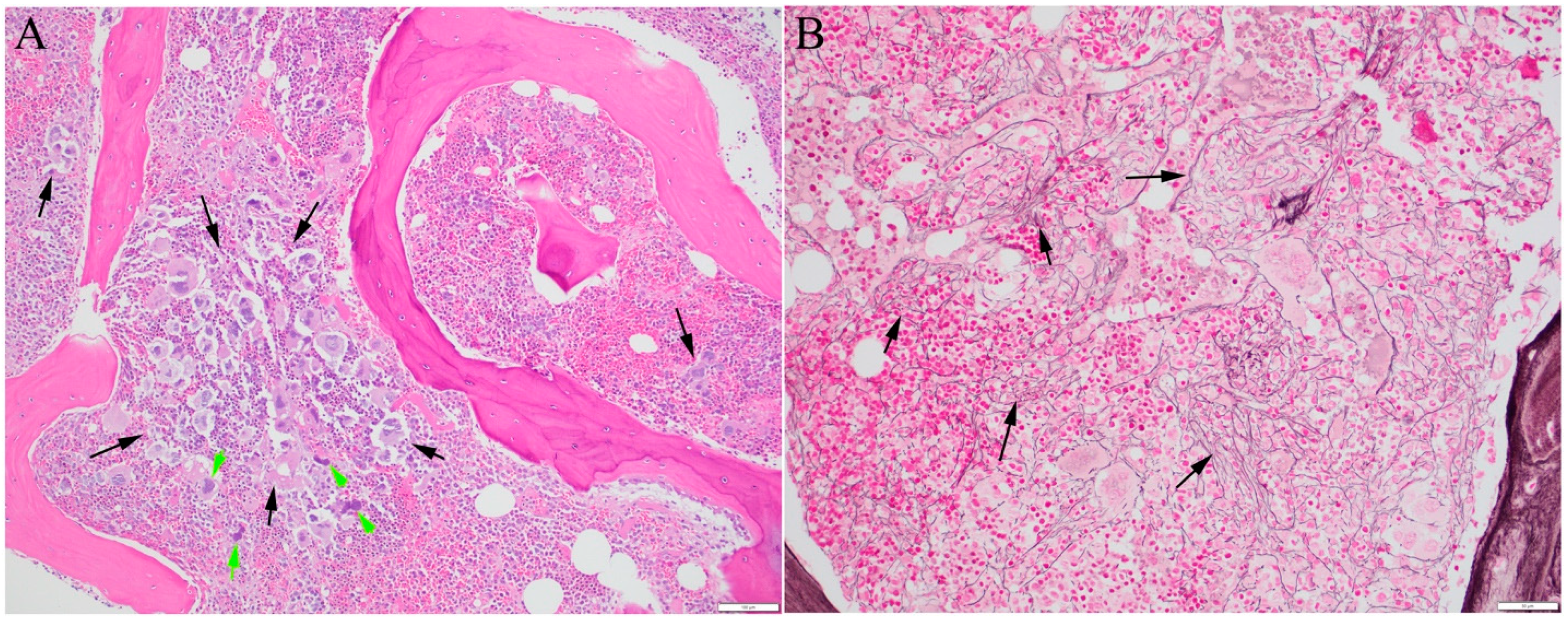 Cancers 16 00514 g001 Cancers 16 00514 g001