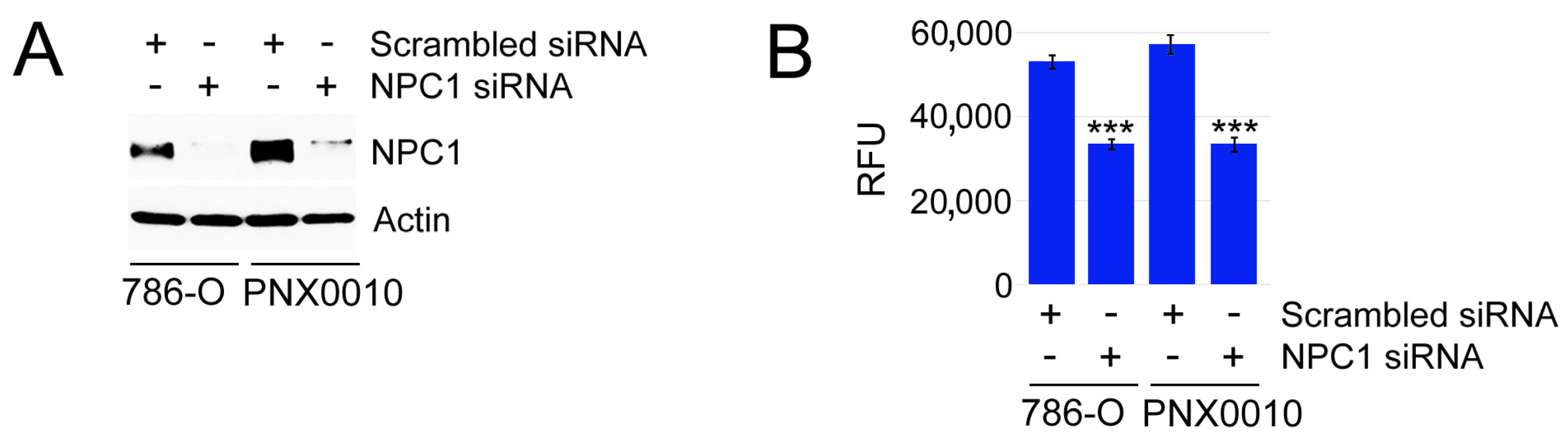 Cancers 16 00517 g004 Cancers 16 00517 g004