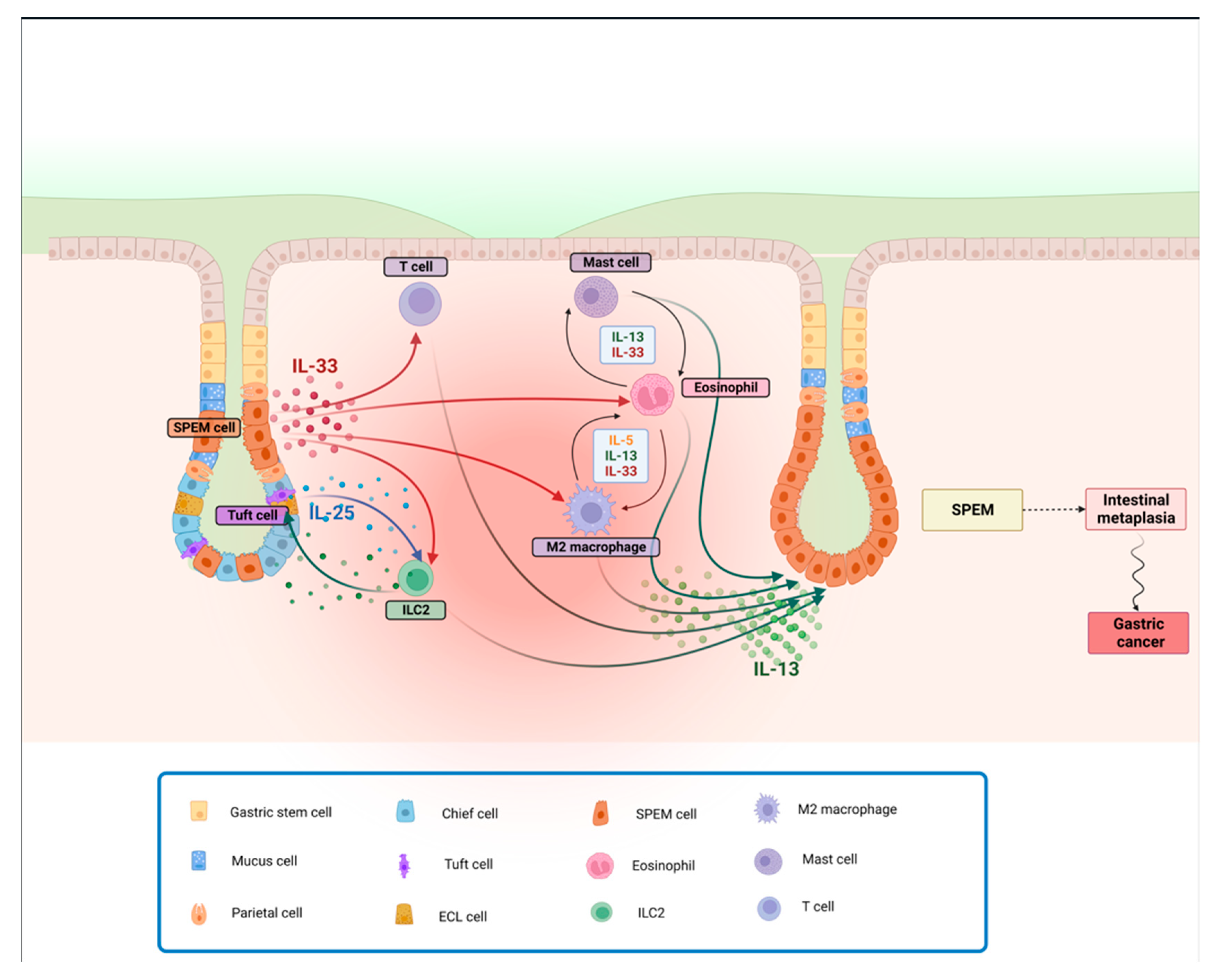 Cancers 16 00522 g002 Cancers 16 00522 g002