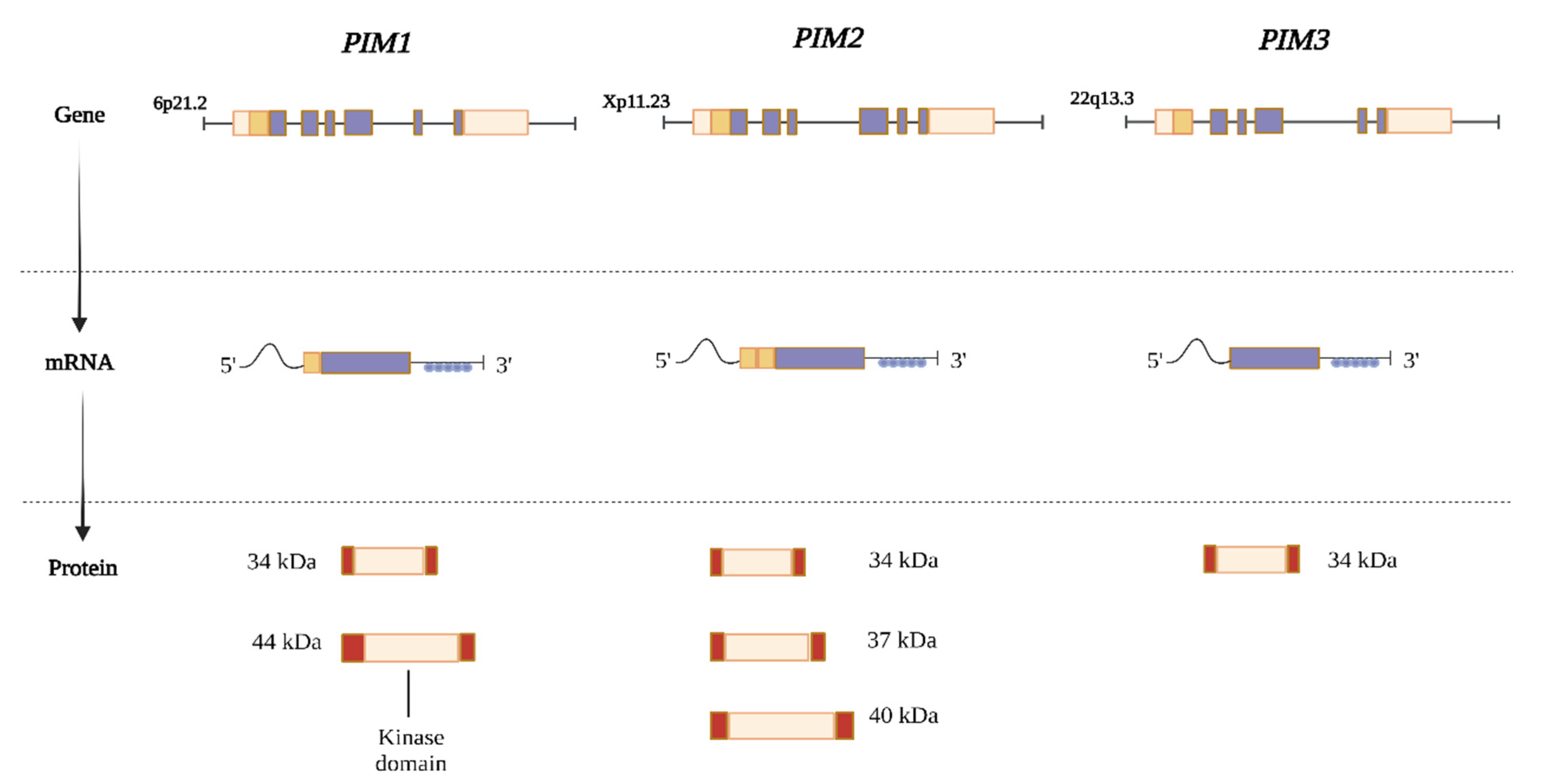 Cancers 16 00535 g001 Cancers 16 00535 g001