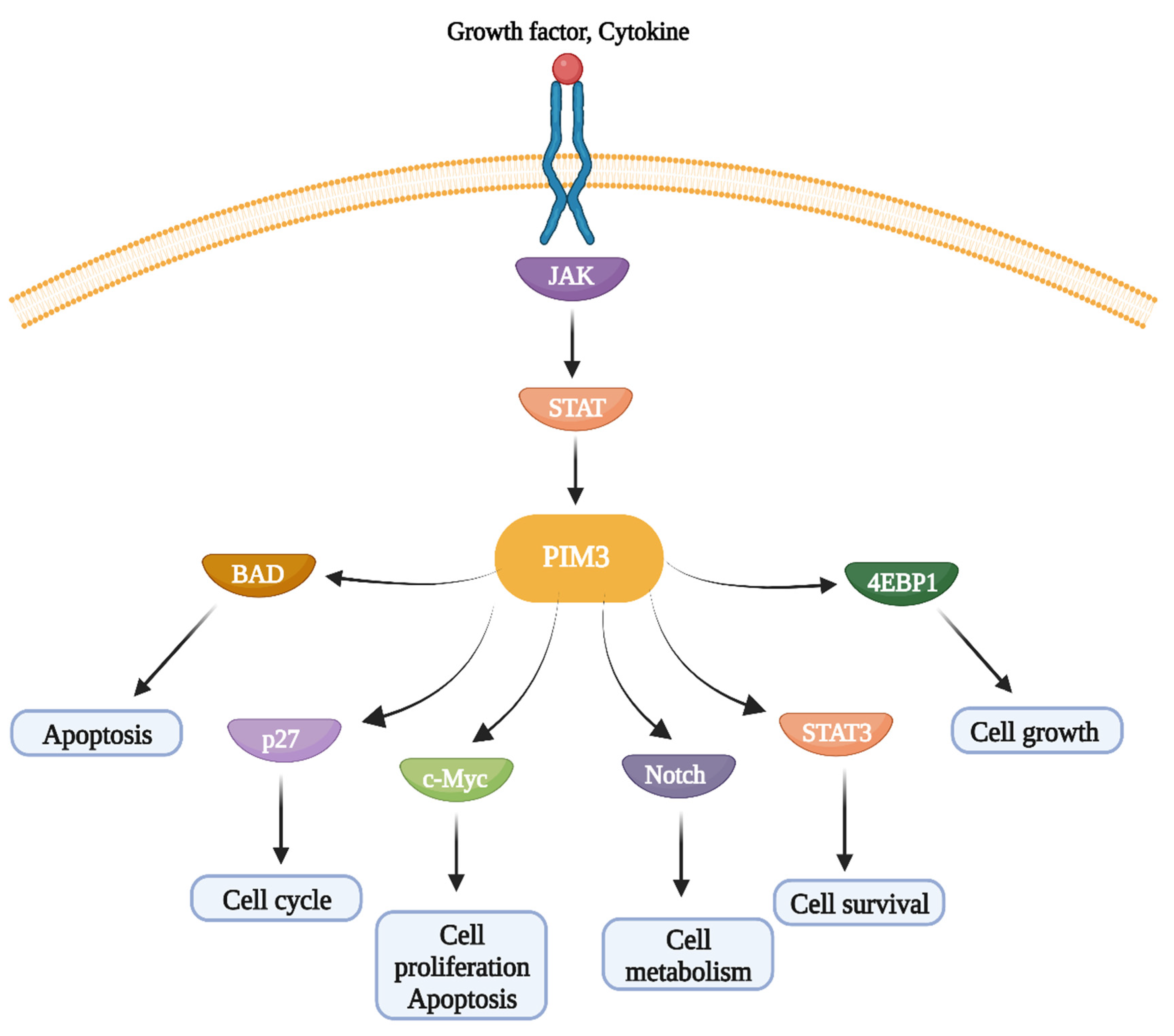 Cancers 16 00535 g002 Cancers 16 00535 g002