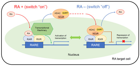 Retinoate Rxr Rar Rare Retinoid Therapy for Neuroblastoma: Historical Overview, Regulatory ...