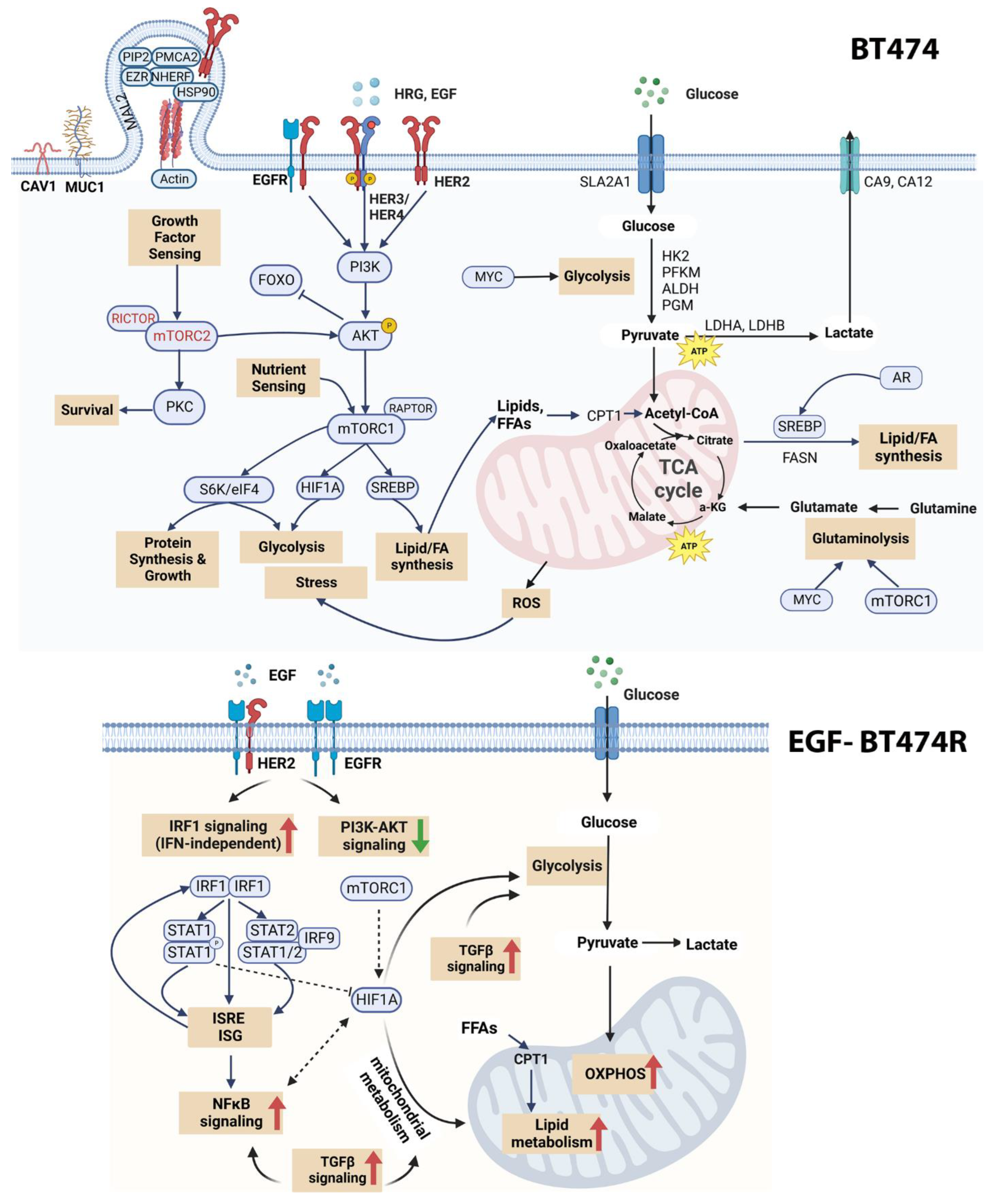 Cancers 16 00553 g006