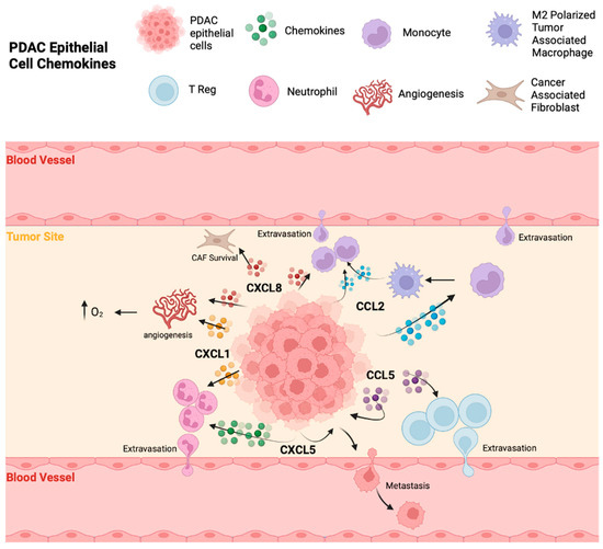The Role of Chemokines in Orchestrating the Immune Response to