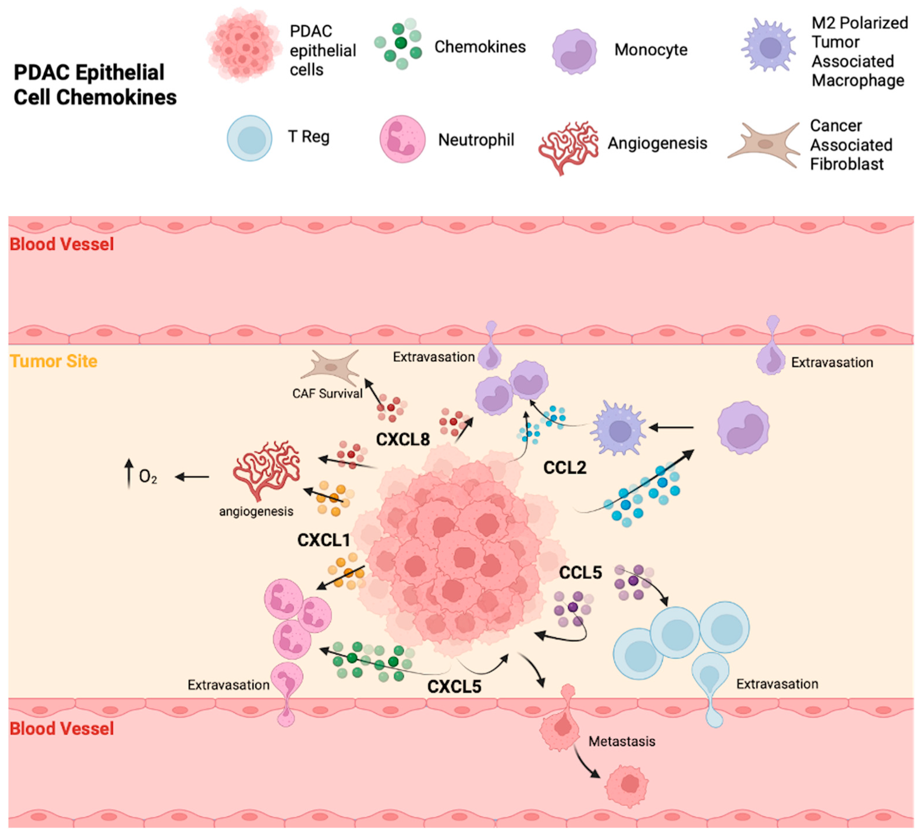 The Role of Chemokines in Orchestrating the Immune Response