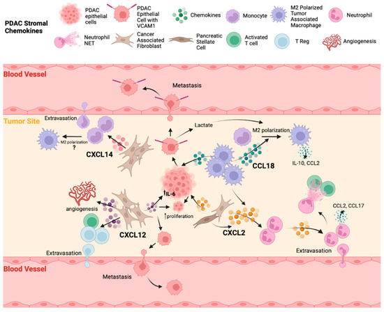 The Role of Chemokines in Orchestrating the Immune Response