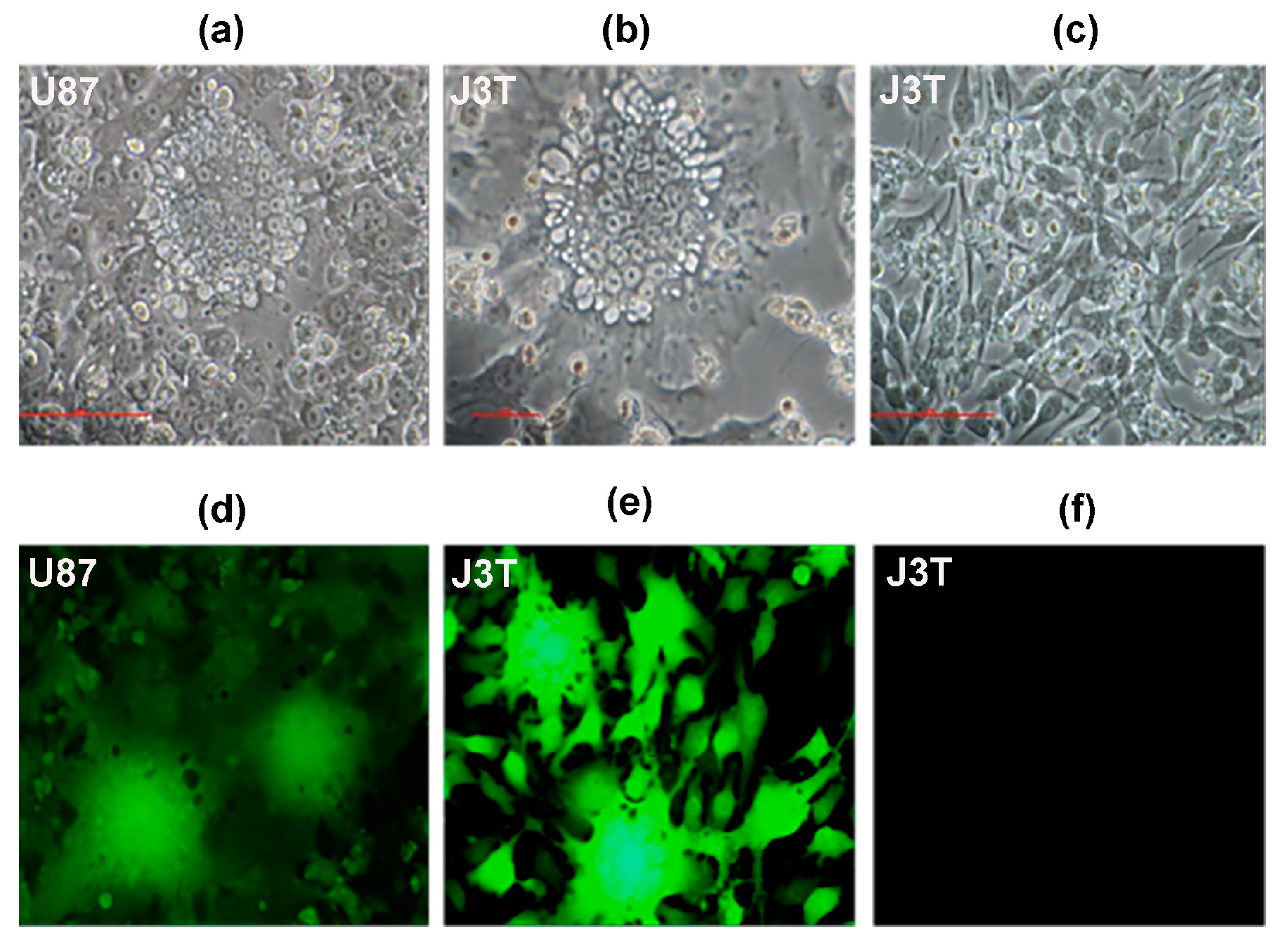 Cancers 16 00564 g003