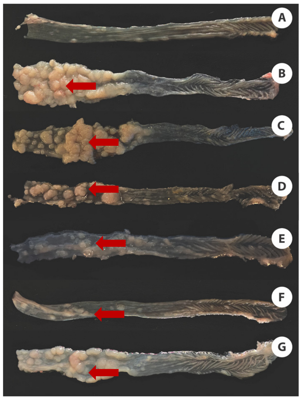 Cancers 16 00573 g003