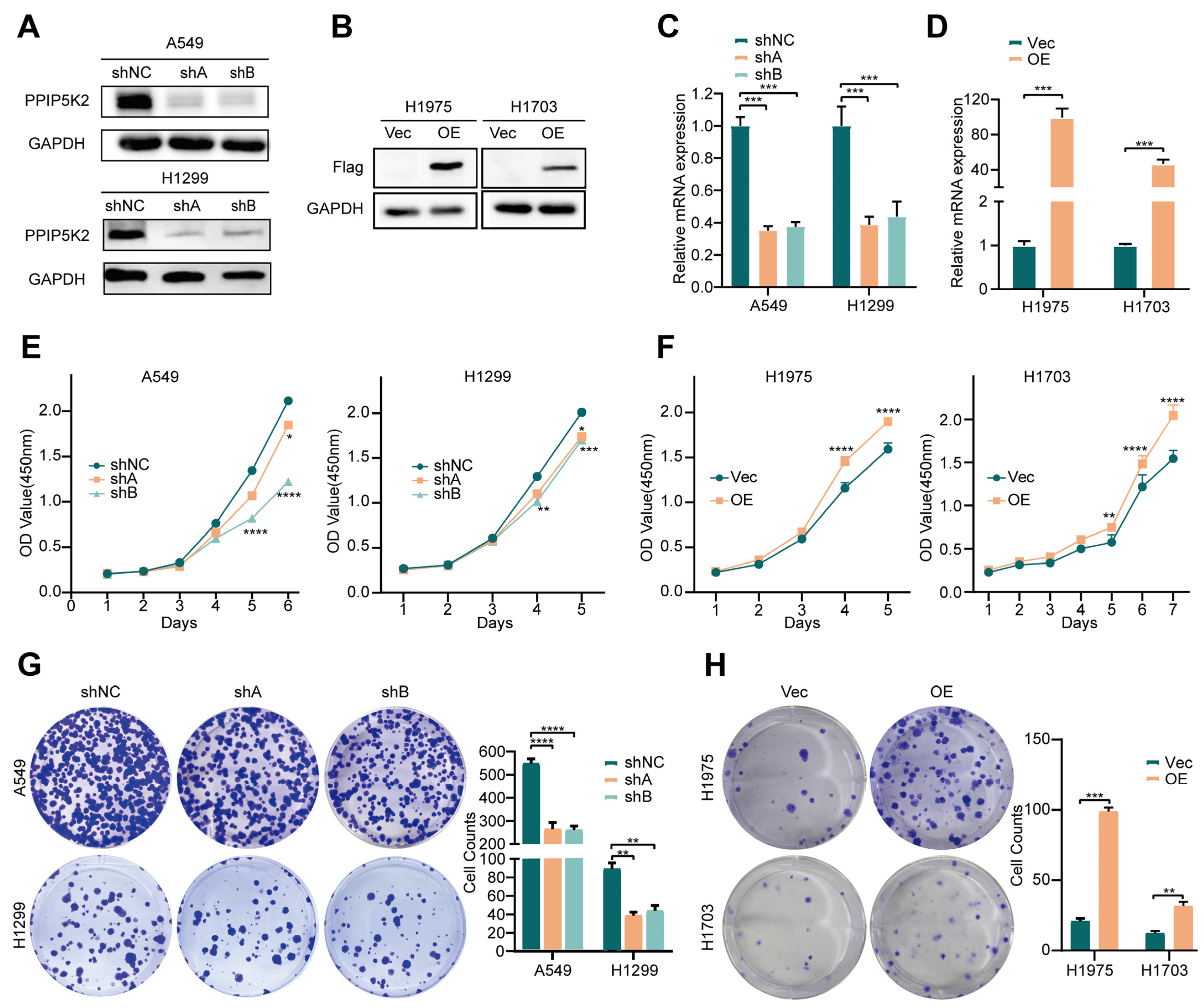 Cancers 16 00590 g002