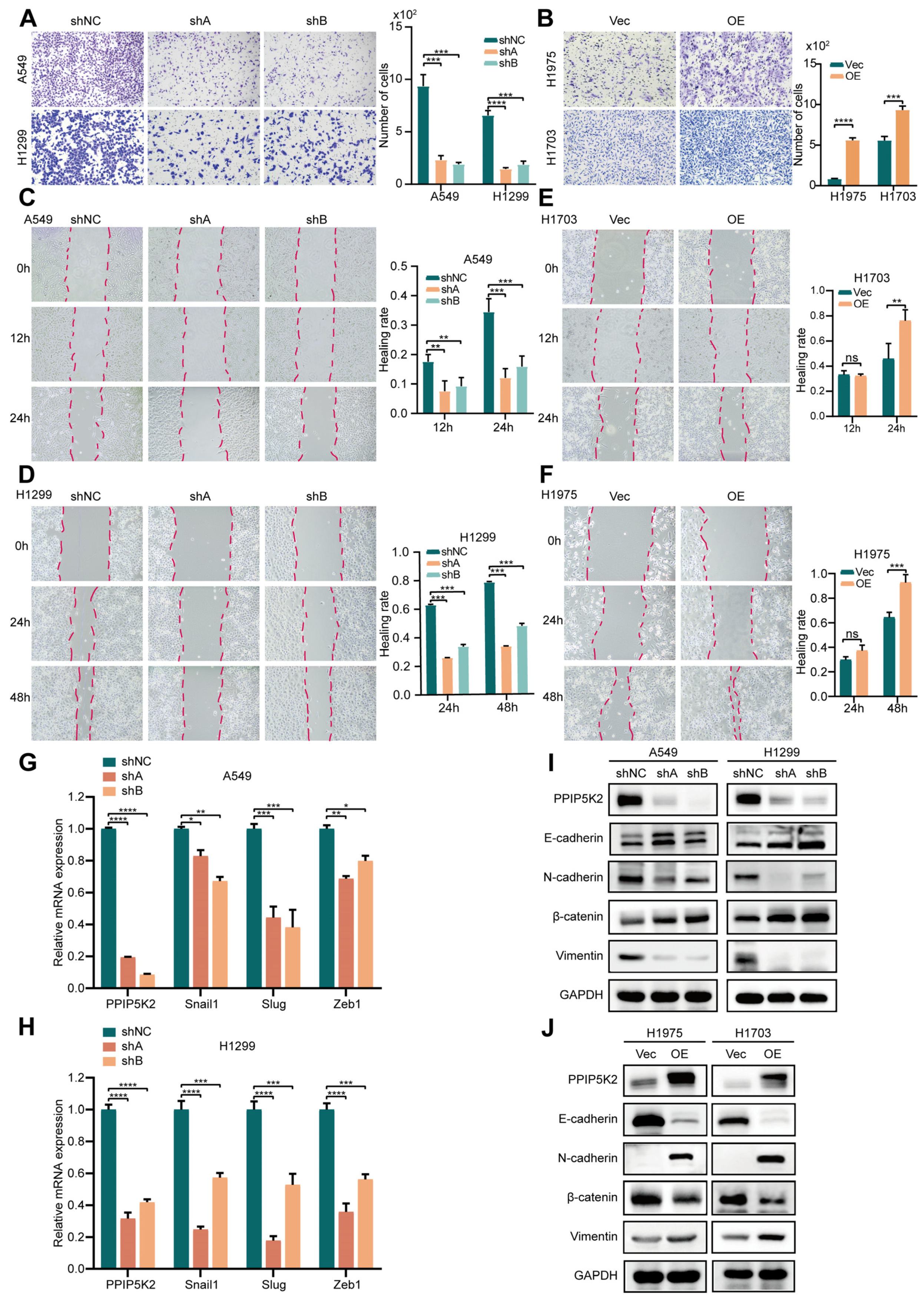 Cancers 16 00590 g004