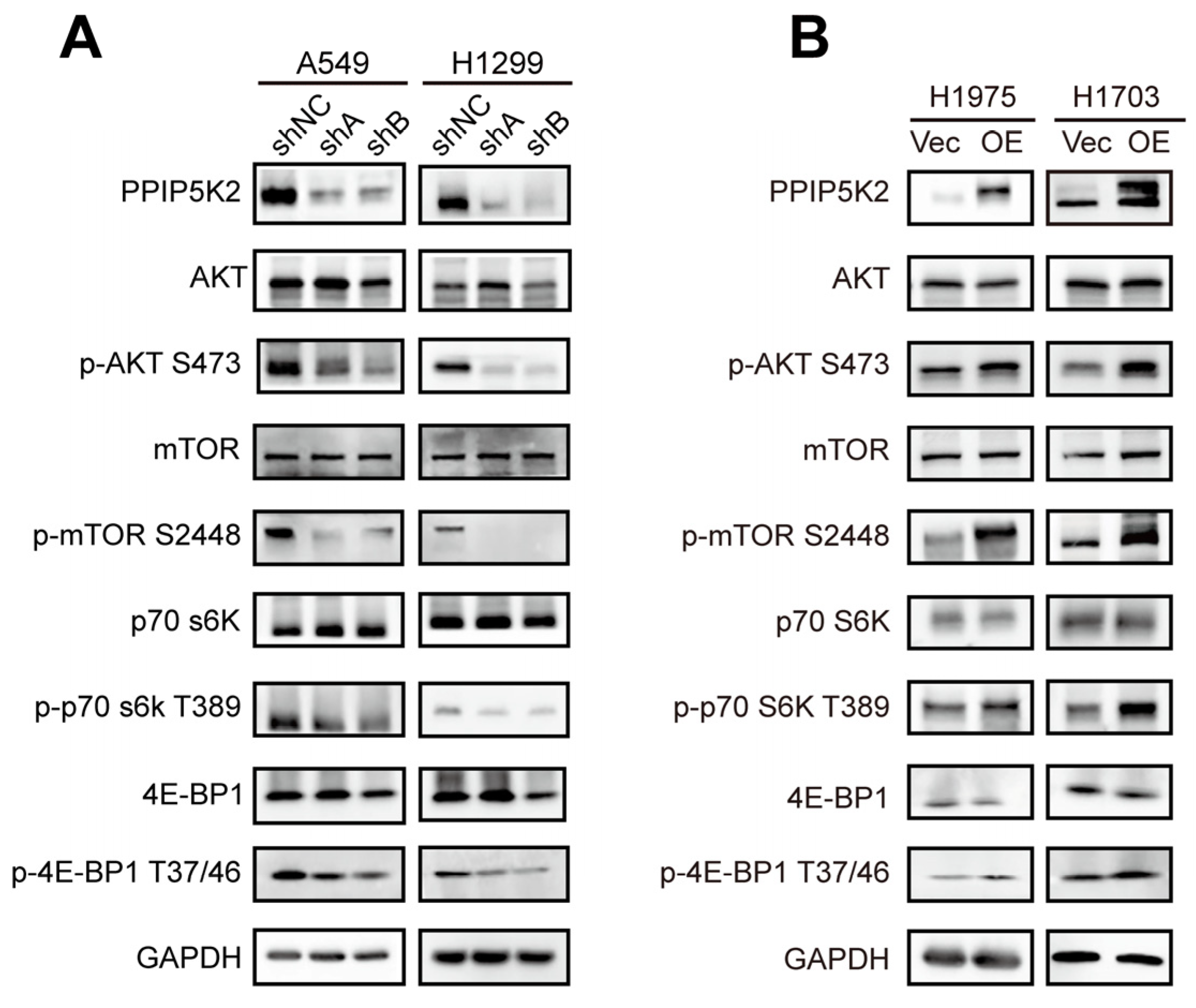 Cancers 16 00590 g005