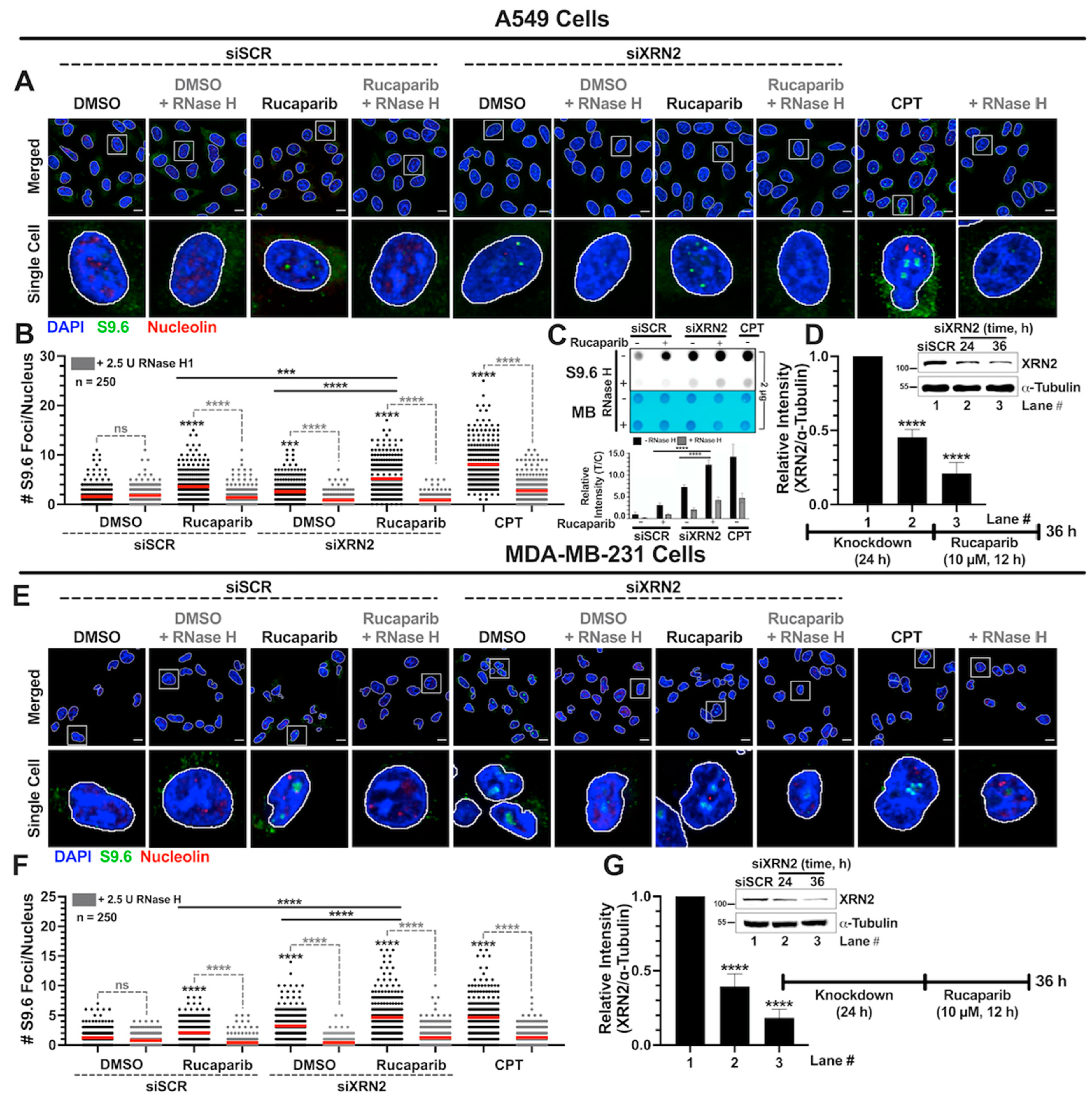 Cancers 16 00595 g002 Cancers 16 00595 g002