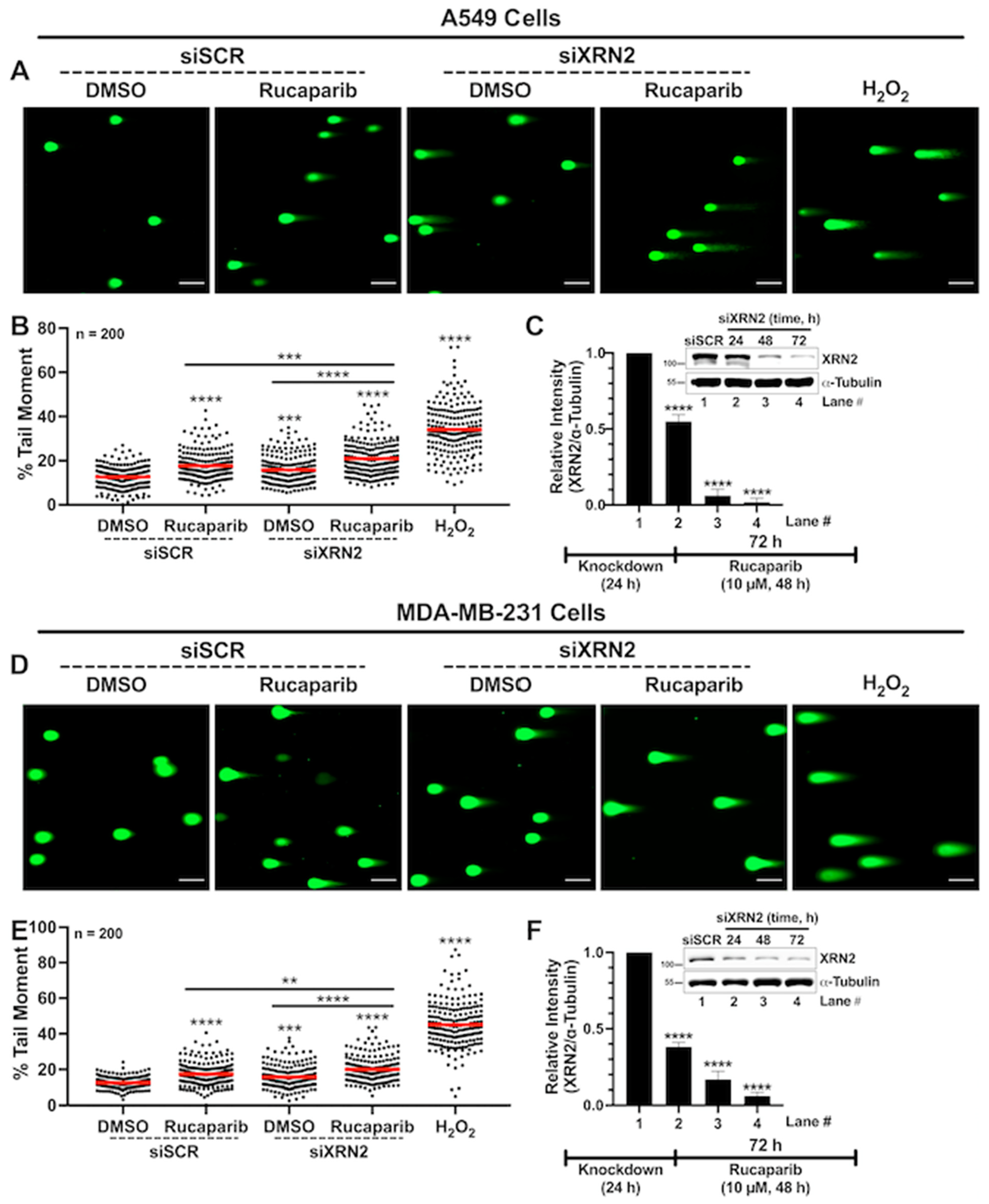 Cancers 16 00595 g003 Cancers 16 00595 g003
