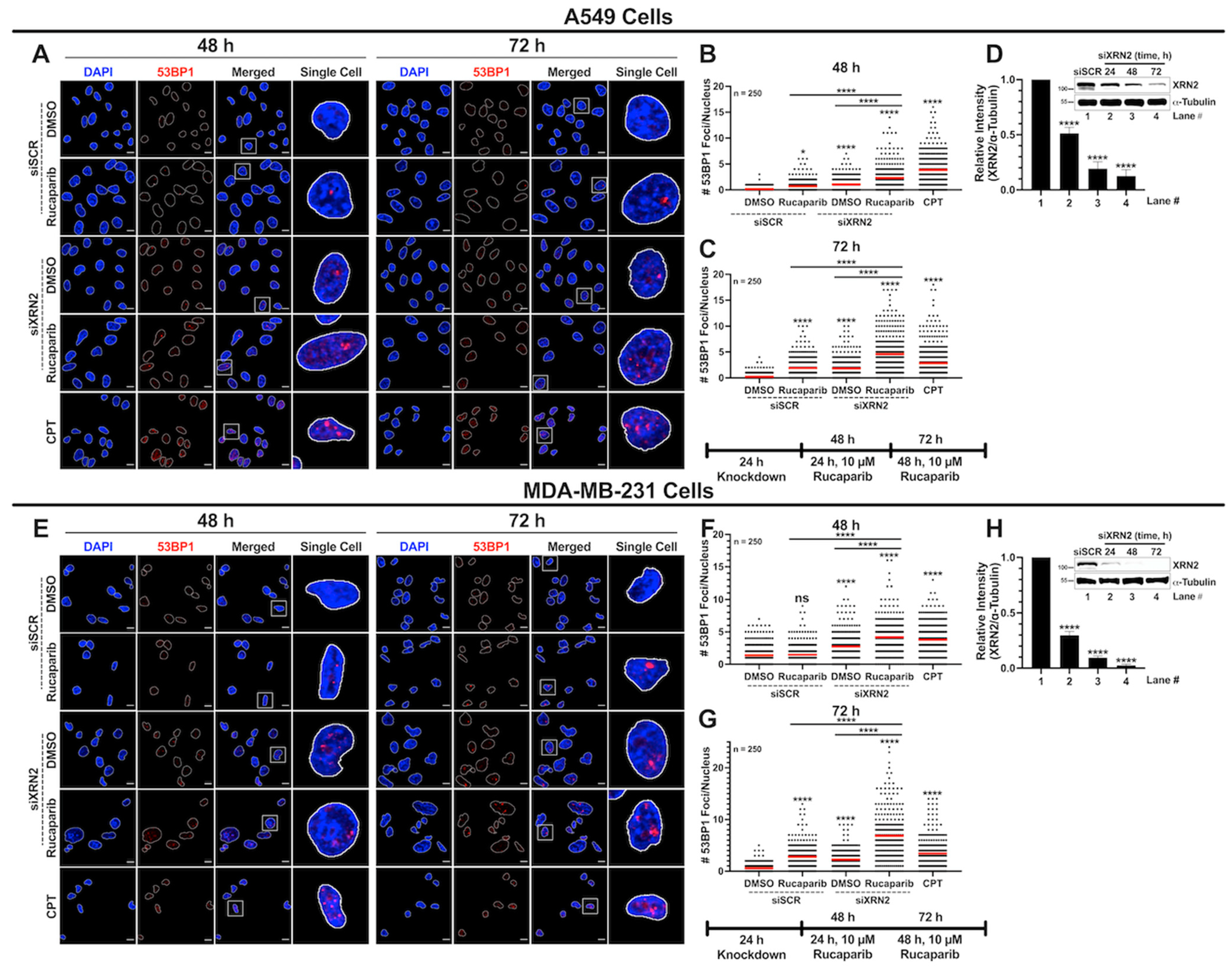 Cancers 16 00595 g004 Cancers 16 00595 g004