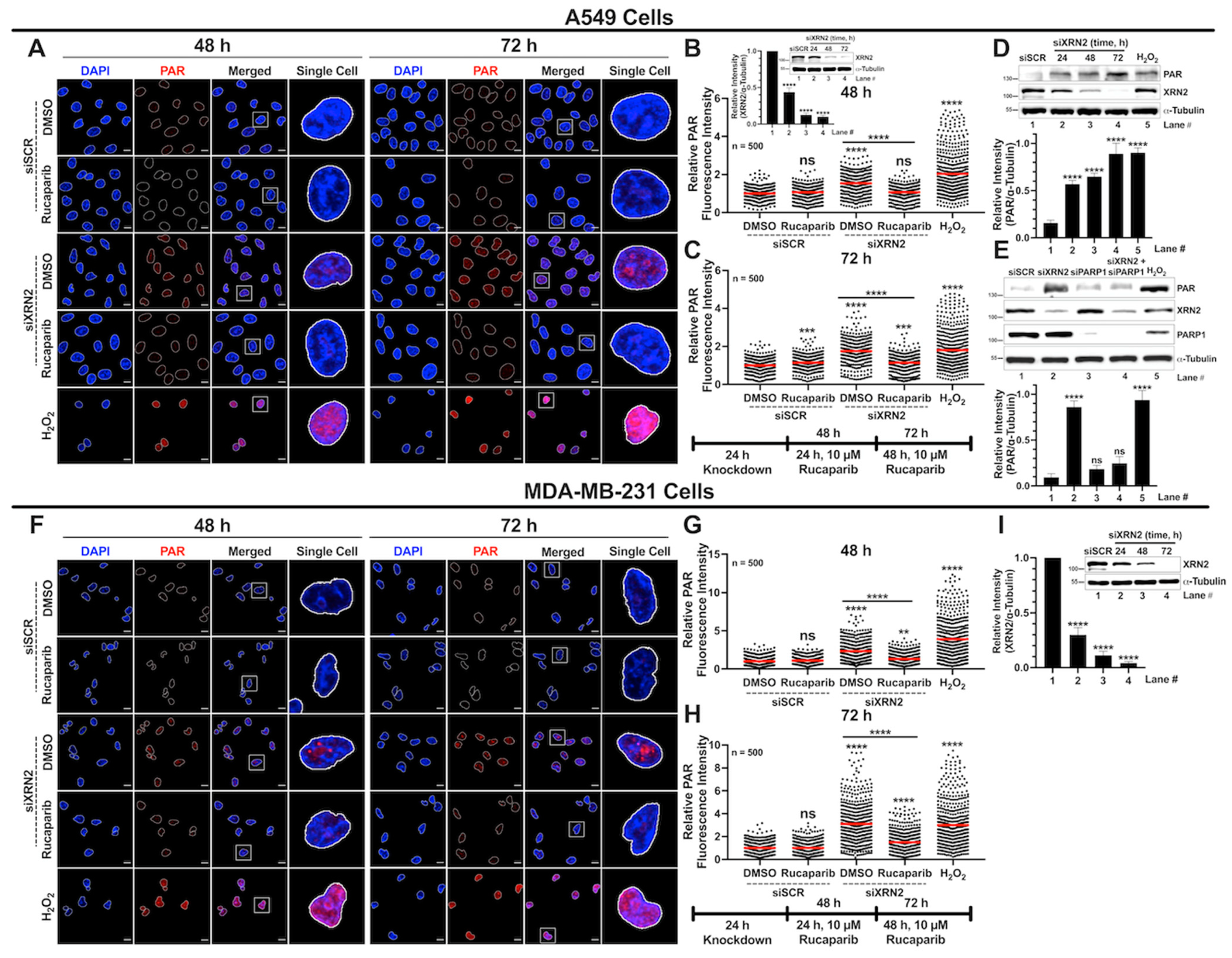 Cancers 16 00595 g005 Cancers 16 00595 g005
