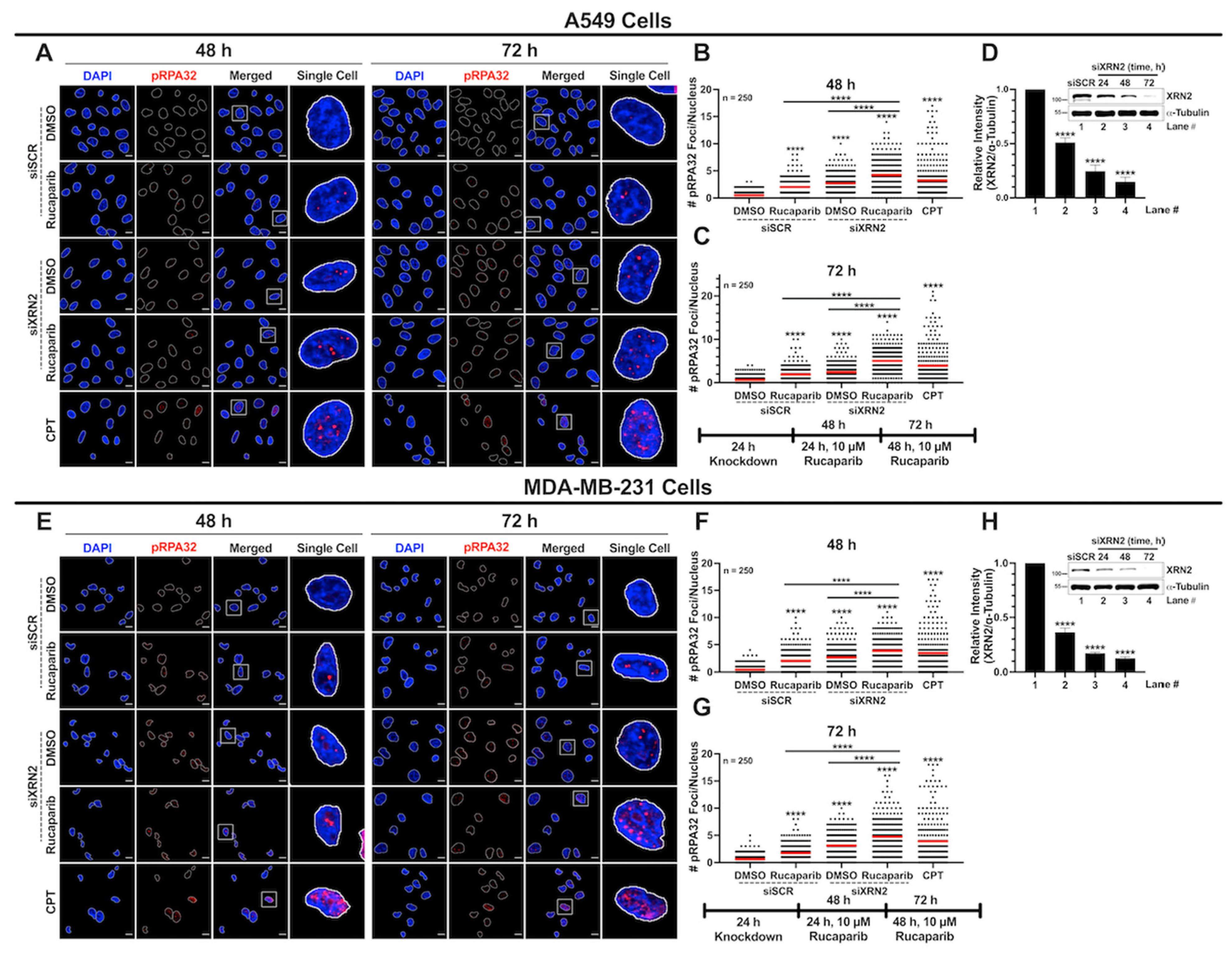 Cancers 16 00595 g006 Cancers 16 00595 g006