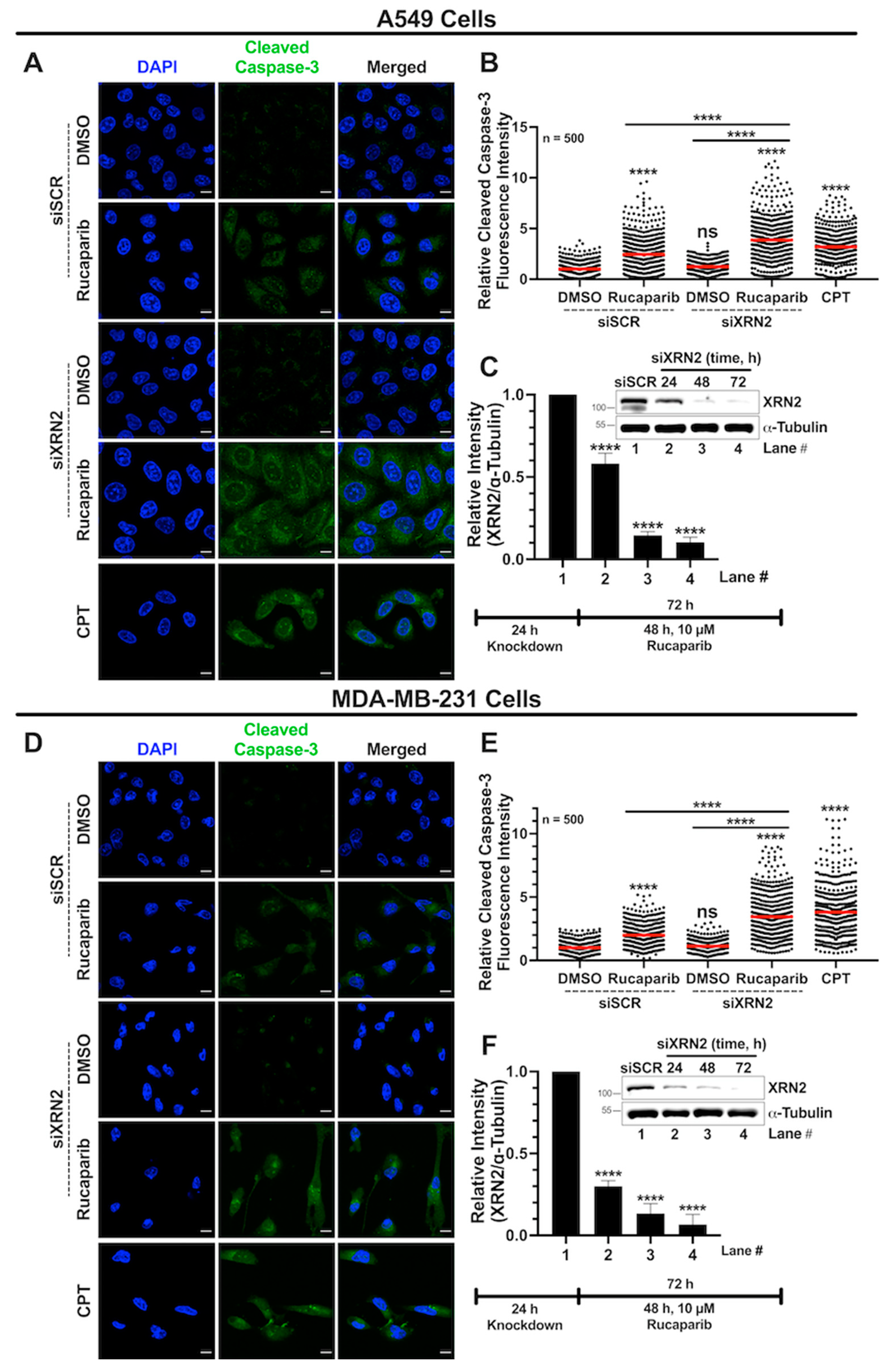 Cancers 16 00595 g007 Cancers 16 00595 g007